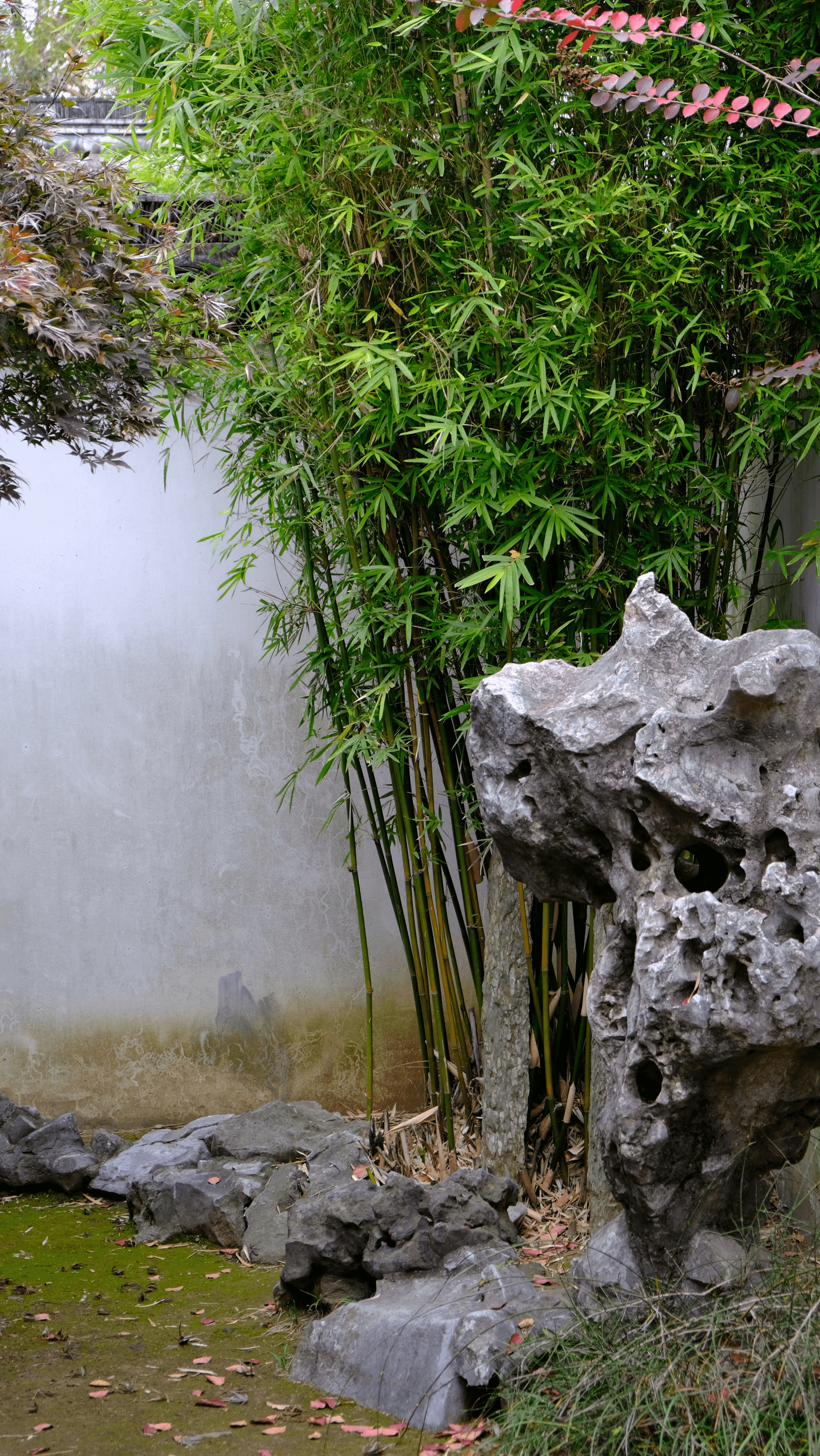 inexpensive fencing ideas featuring bamboo hedges and stone walls