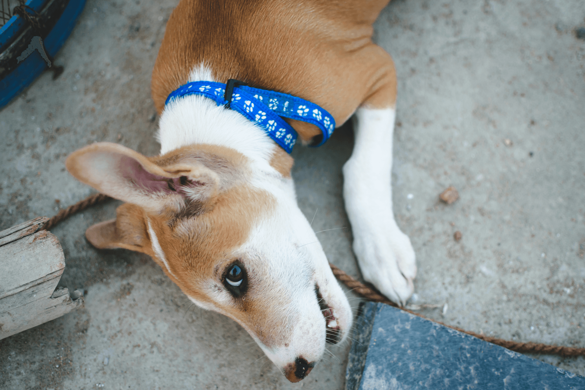 Best flea and tick collar for dogs - Keep your pet protected with Adams Plus Flea and Tick Collar