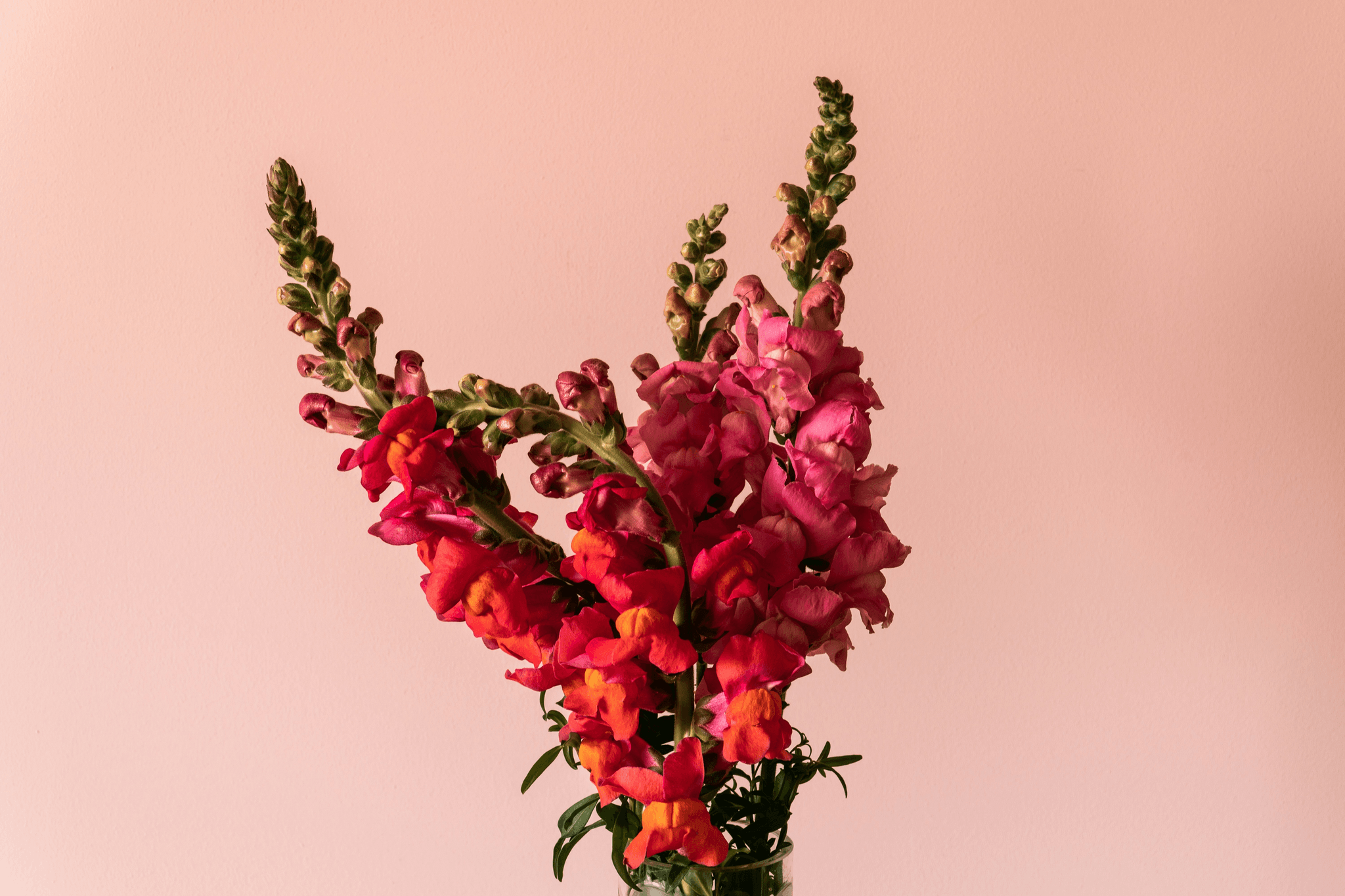 Cat-safe cut flowers - Snapdragon flowers displayed on high shelf