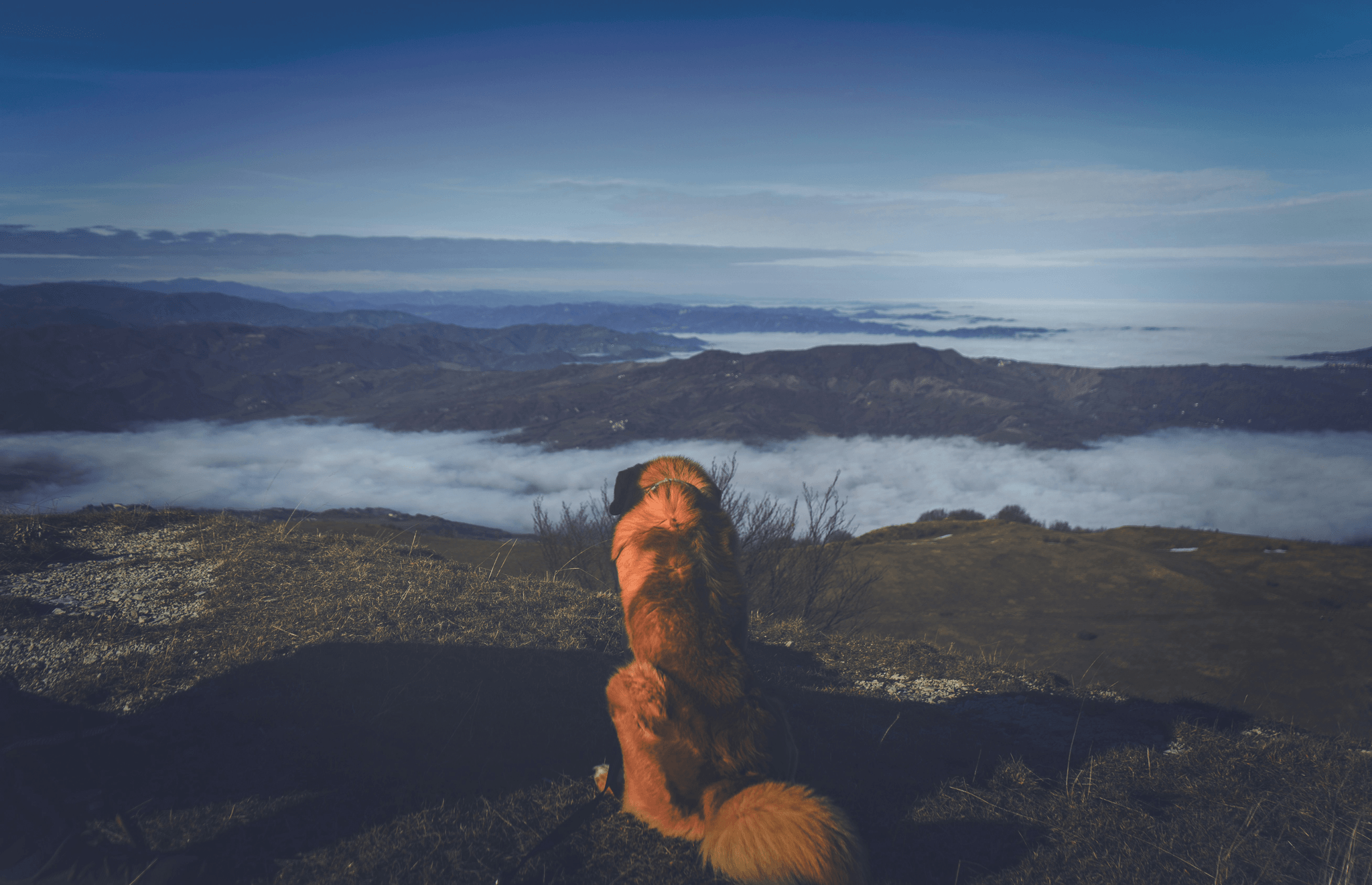 Tibetan Mastiff: Unique Dog from the Tibetan Plateau