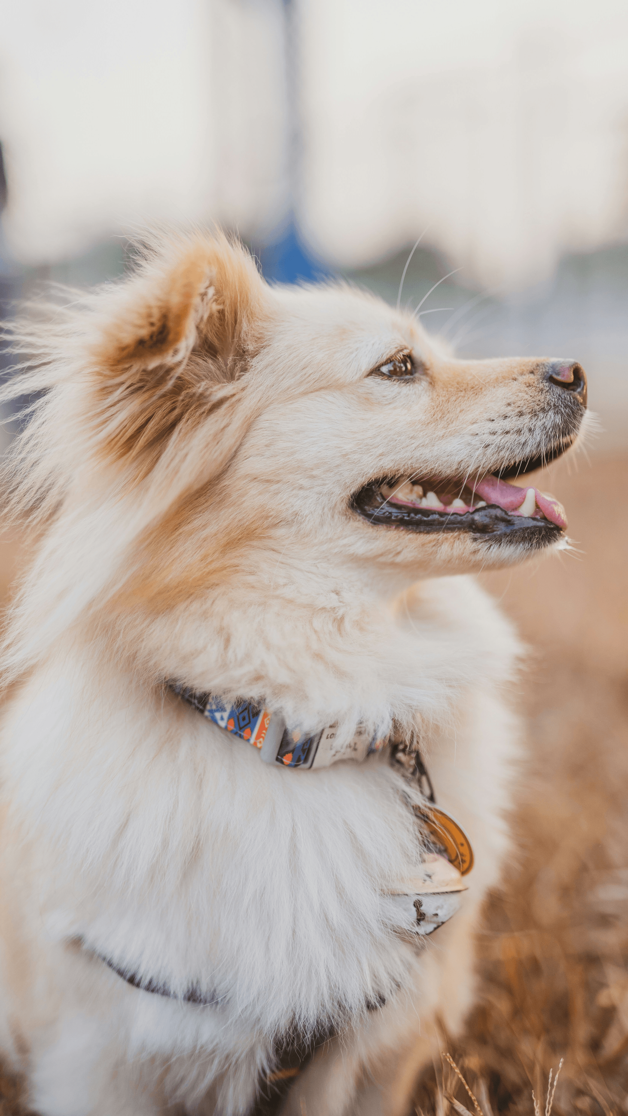 Best Flea and Tick Collar for Dogs