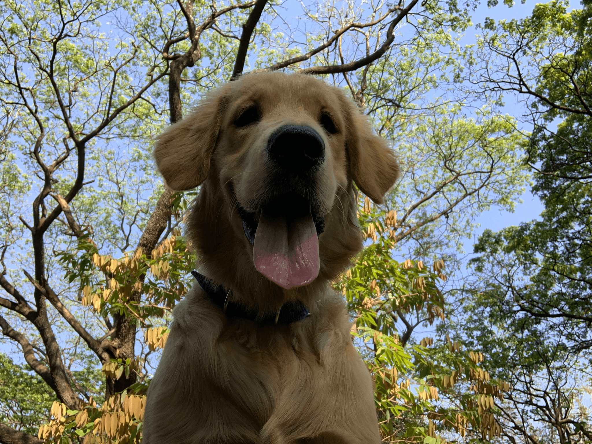 how much exercise should a puppy get