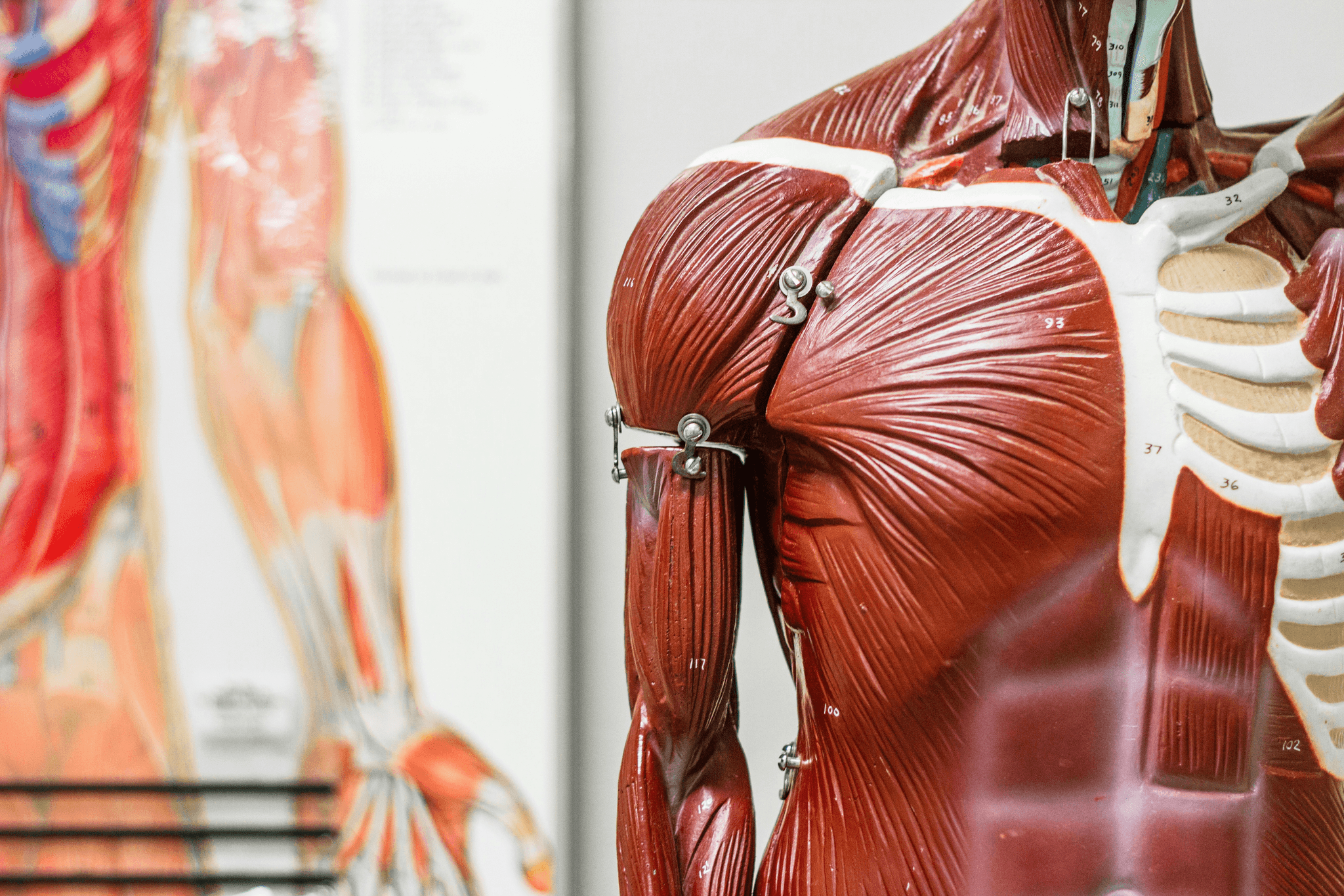 為什麼會肌肉抽筋？該怎麼避免？醫師告訴你成因、潛在風險、症狀、如何舒緩｜淺顯易懂的行醫筆記｜療寮診所．板橋江子翠｜家醫科診所．健保一般科