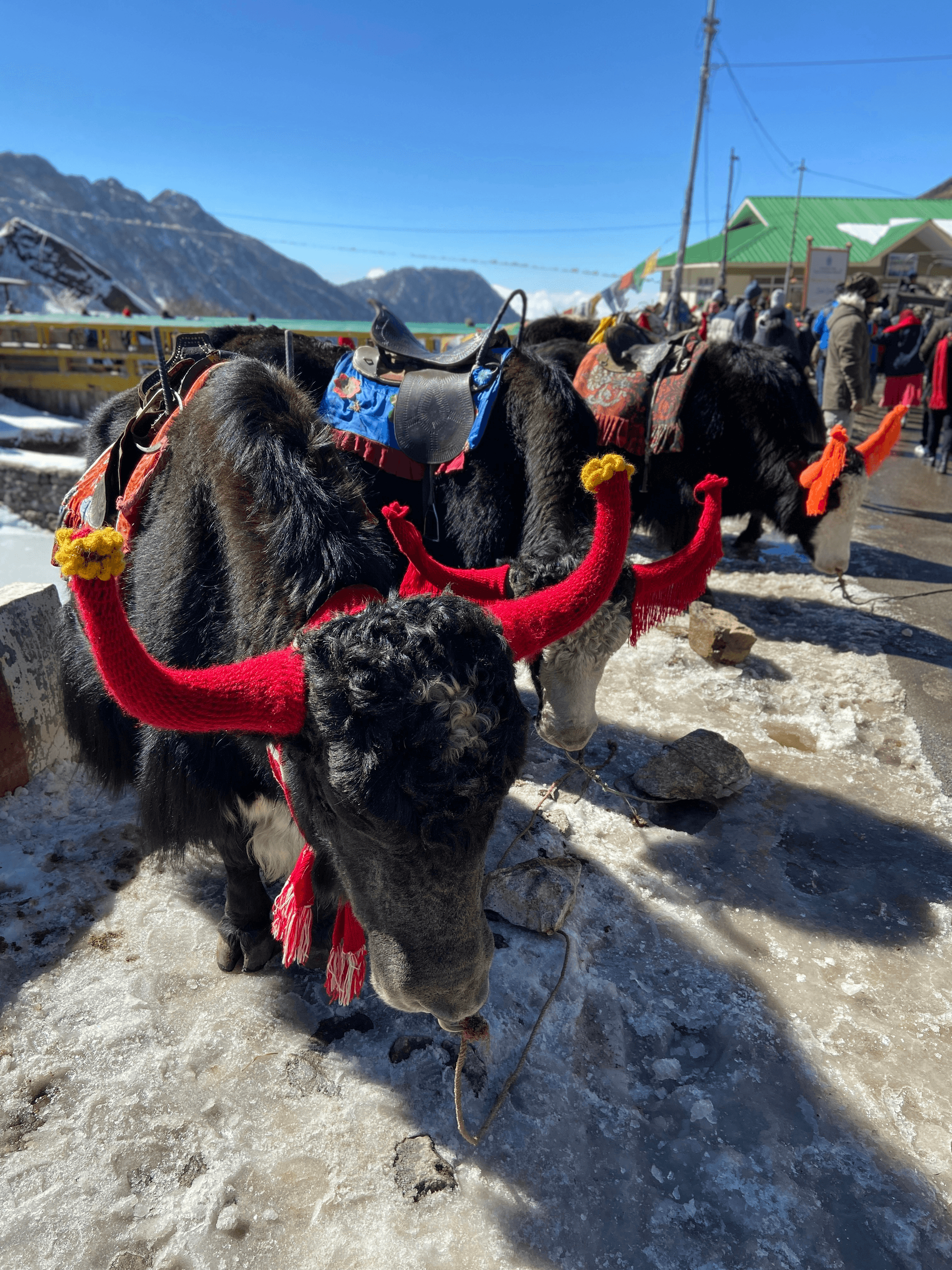 The Significance of Yaks for Tibetan People at a cultural celebration.