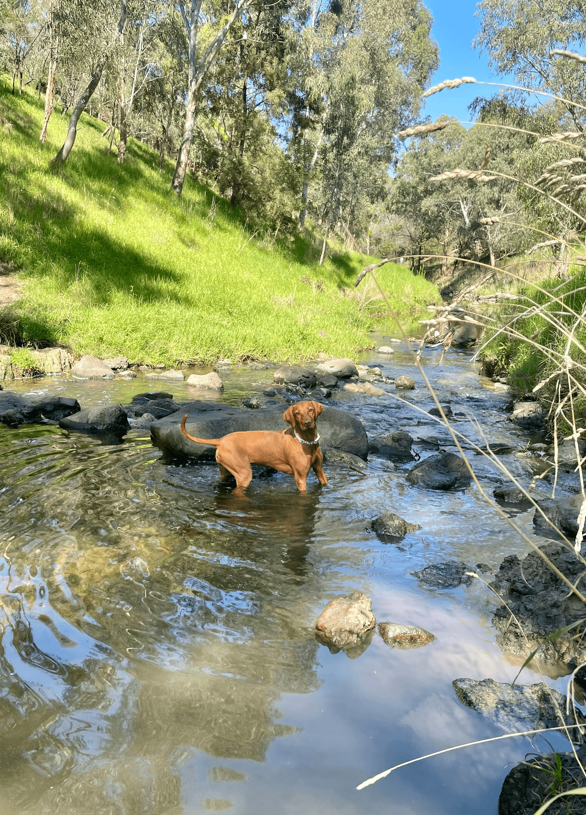 JOURNEE PRENIUM AMAZONE DOG