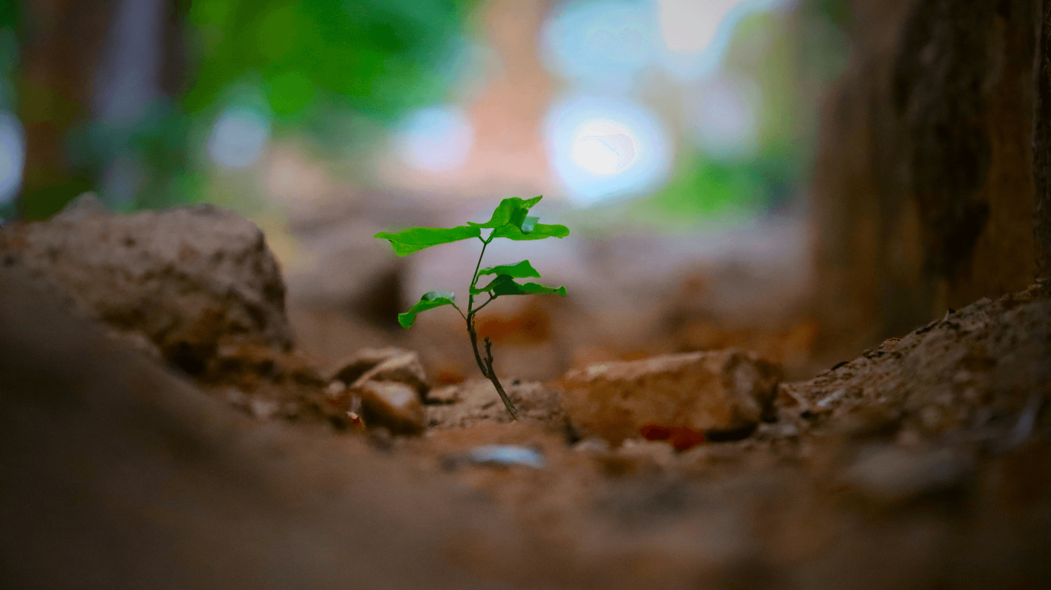 Through a step-by-step course, help individuals develop happiness skills, enhance inner engagement and interpersonal relationships. personal happiness growth Our mission Happiness is a kind of ability, to create one's own superpower. Establish the most influential lifestyle brand in the Chinese community. Share, learn together, and do good together. Homepage: Gather essential content, important announcements, course recommendations, selected articles, and provide clear calls to action (CTA) to guide users to other core pages. Latest News: Release the latest activities, lectures, course opening information, promotional activities, and other real-time announcements from the academy. Happiness Articles: Present all professional articles and content for spiritual growth. Must have a good article listing function. Courses: List all provided course names, introductions, outlines, instructor backgrounds, registration methods, costs, and other information in detail. Healing Selections: Display and sell selected healing products, tools, cards, etc. Must have e-commerce functionality (product images and text, prices, shopping cart). Contact Us: Provide contact information (phone, email), address (map), and an online contact form. About Us / Introduction: Introduce the founding philosophy, mission, vision, founder's story, team members, and core values (such as the PERMA model) of the academy. Academy Chronicle: Present important milestones, achievements, partners, and major events in the development of the academy in a timeline format. The Happiness Academy offers two paths for individuals and enterprises, with PERMA being differentiated in both: 1. B2C (Individual) Happiness Path Three-stage happiness path, membership system, happiness running partners, exclusive community Application: Focus on E (Engagement) and R (Relationships). The individual path should achieve A (Achievement) through a tiered course design (three stages) and maximize the value of R (Relationships) using "happiness running partners" and "exclusive community" to keep users engaged. 2. B2B (Enterprise) Happiness Path ESG Sustainable Happiness Program, cross-industry partner collaboration, public welfare lectures Application: Focus on M (Meaning) and A (Achievement). Connect to corporate social responsibility and higher M (Meaning) through the ESG program, while demonstrating internal A (Achievement) with clear program results to meet the value needs of partners.