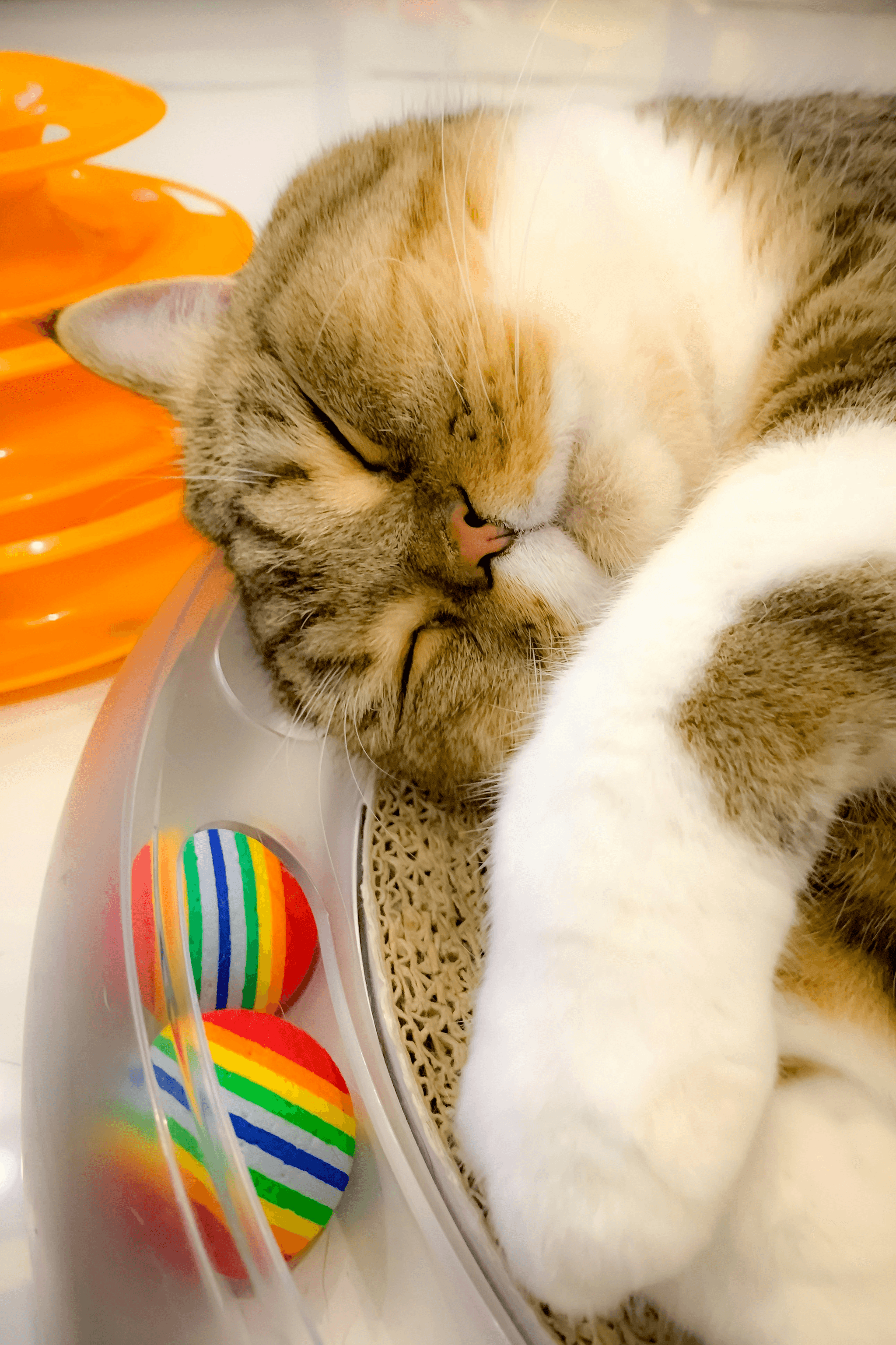 auto cat toy assortment on plush rug