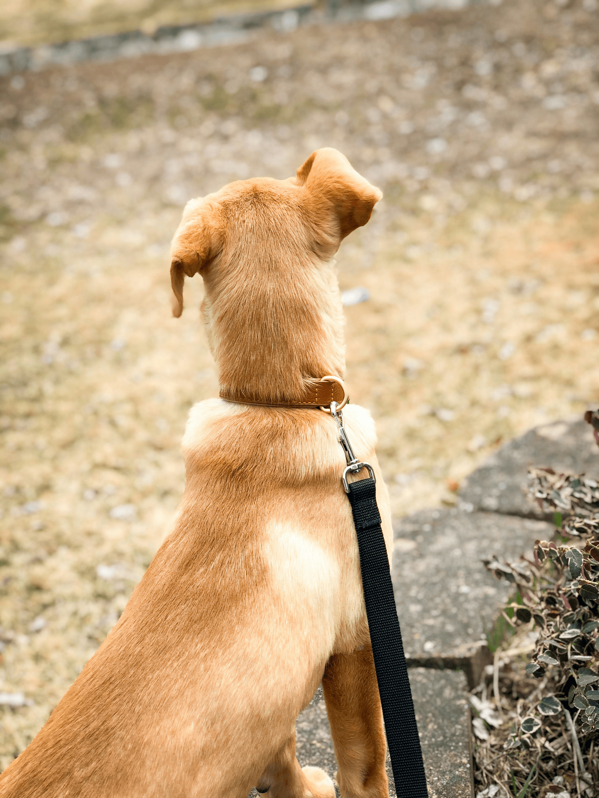 Best anti bark collar for small dogs