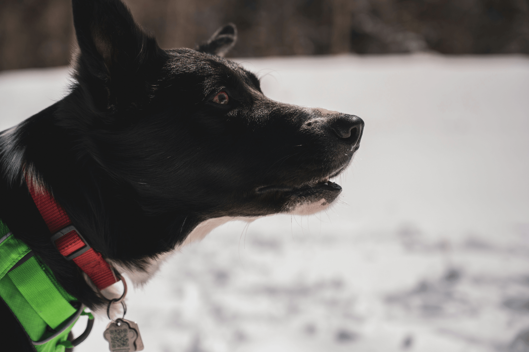 Proper Fit and Adjustment of Educator Ecollar