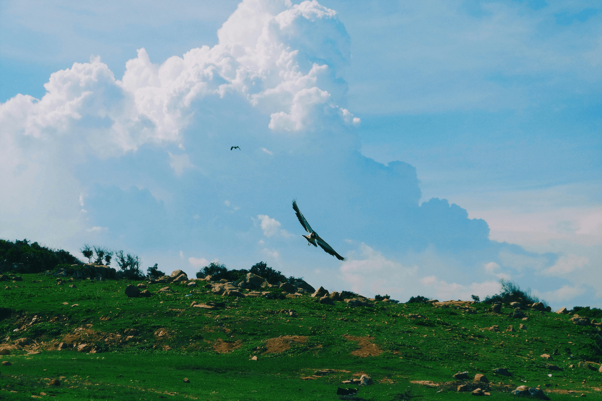 vulture bird soaring majestically over Tibetan landscape.