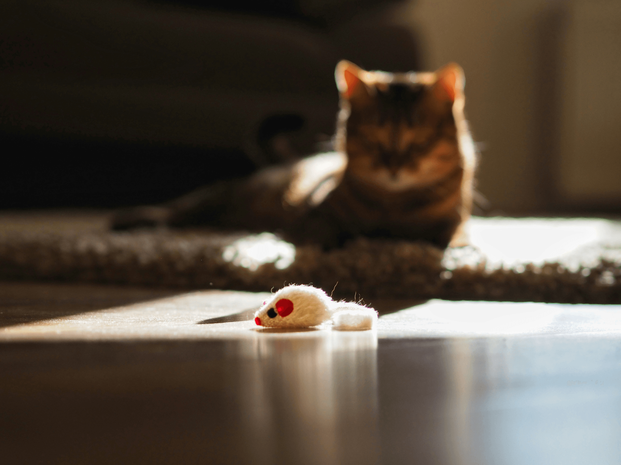 Interactive automatic cat toy keeps cats active