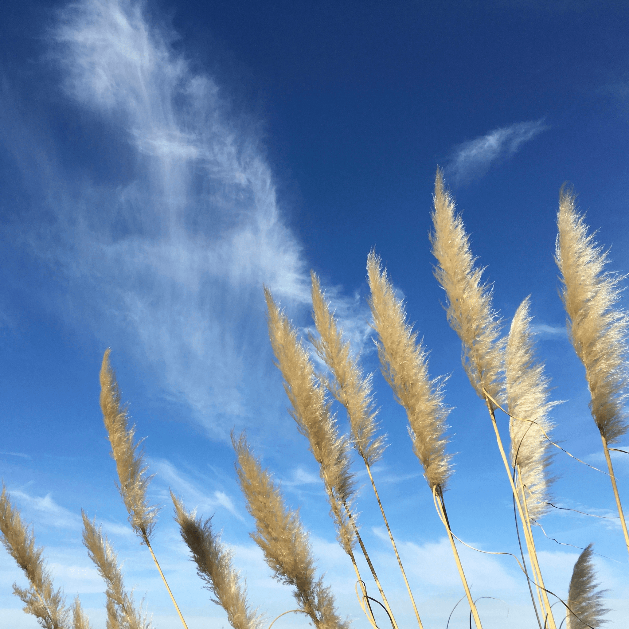 how long does pampas grass last