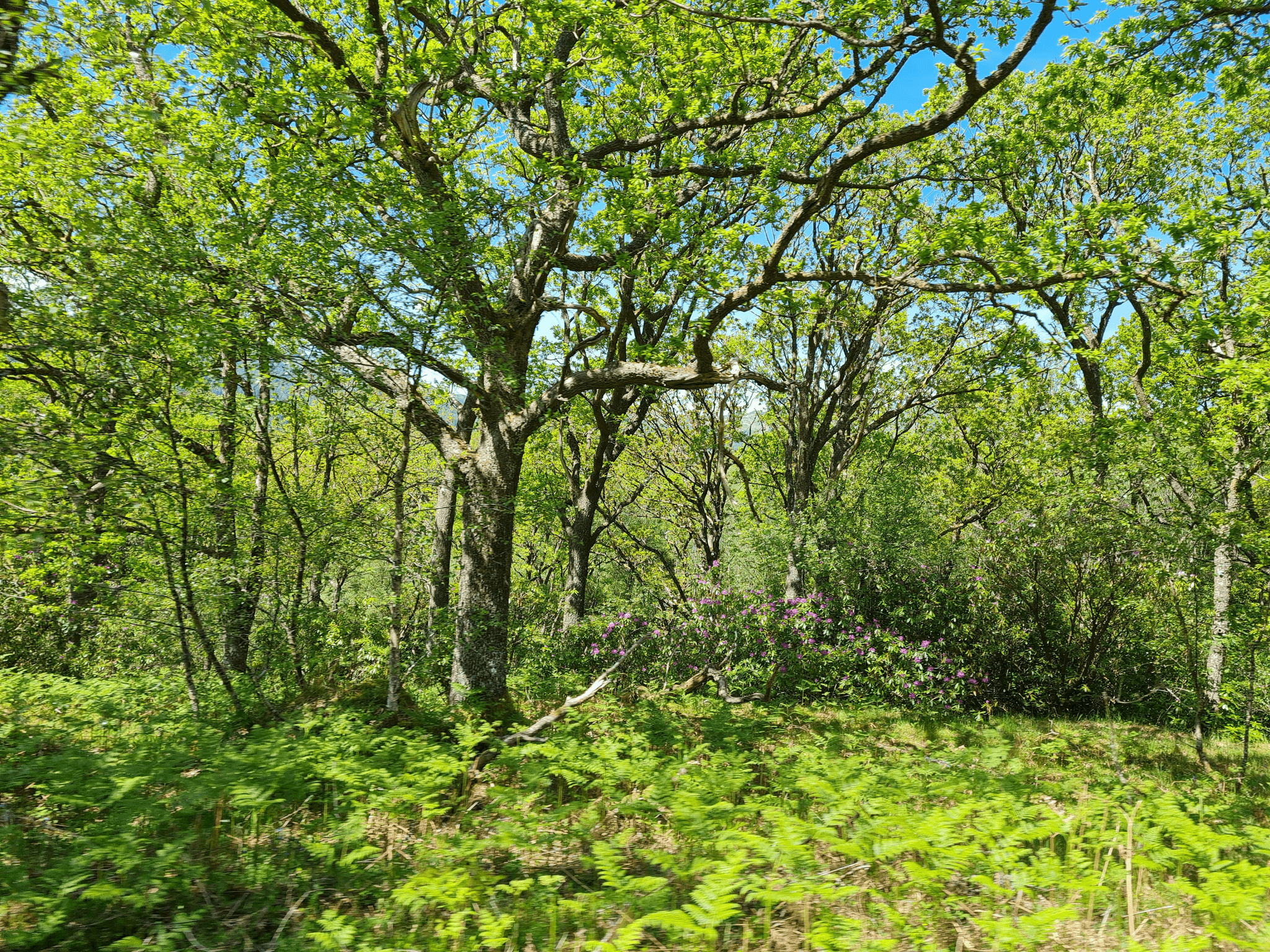 Softwood And Hardwood environmental impact in sustainable forestry