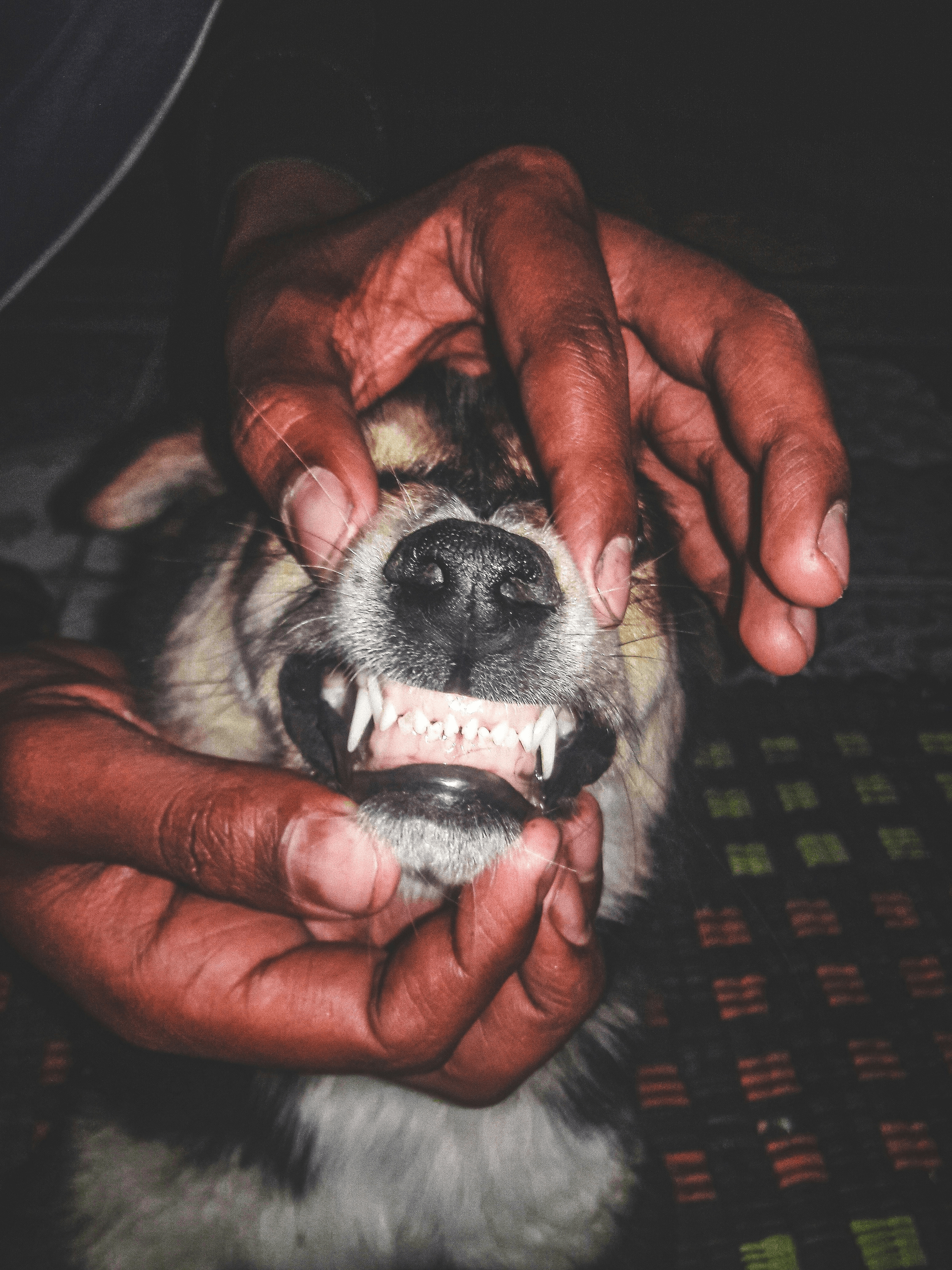 A pet owner checking the dental health of their pet