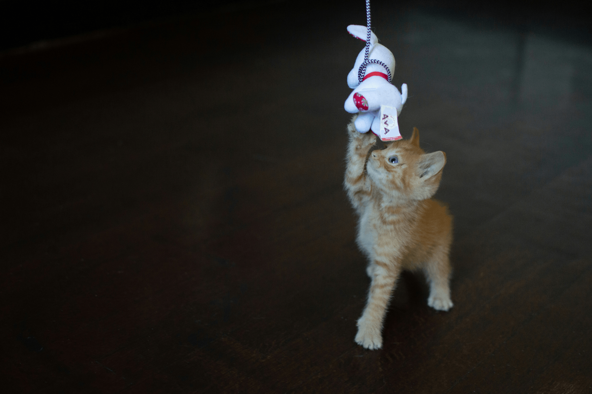 Automatic Cat Toys Playtime Fun