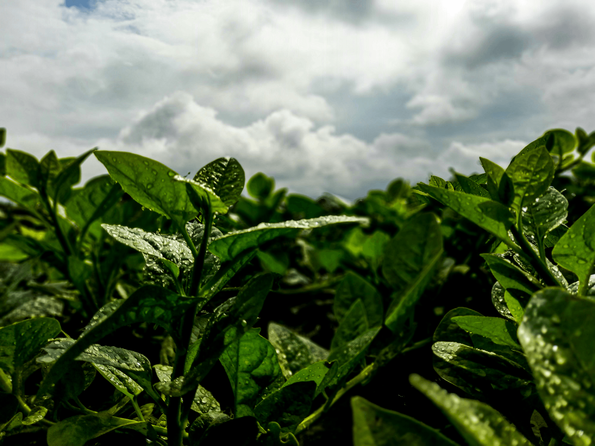 impact of climate change on coffee sourcing