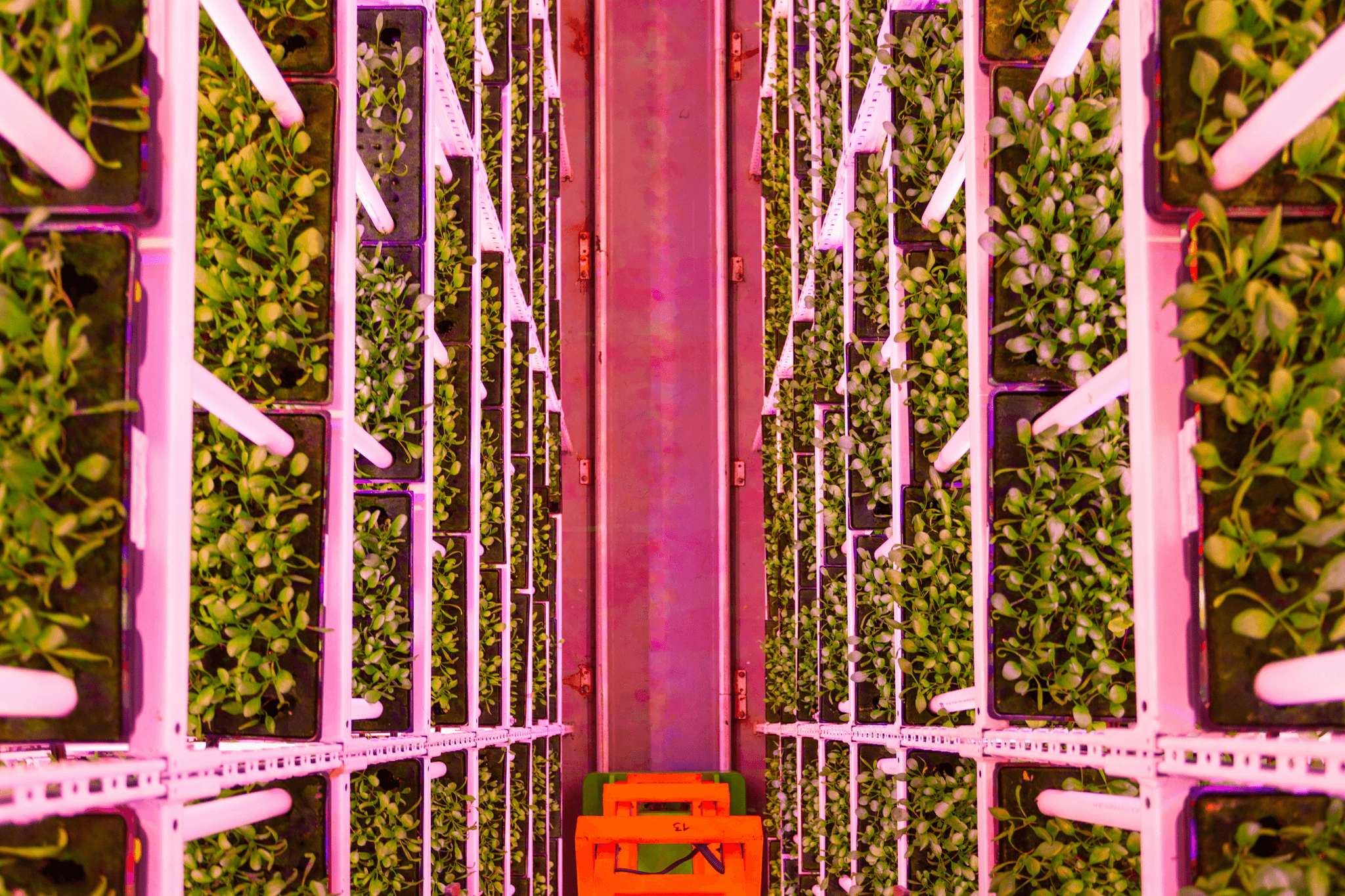 Innovative vertical farming systems optimizing space and resources.