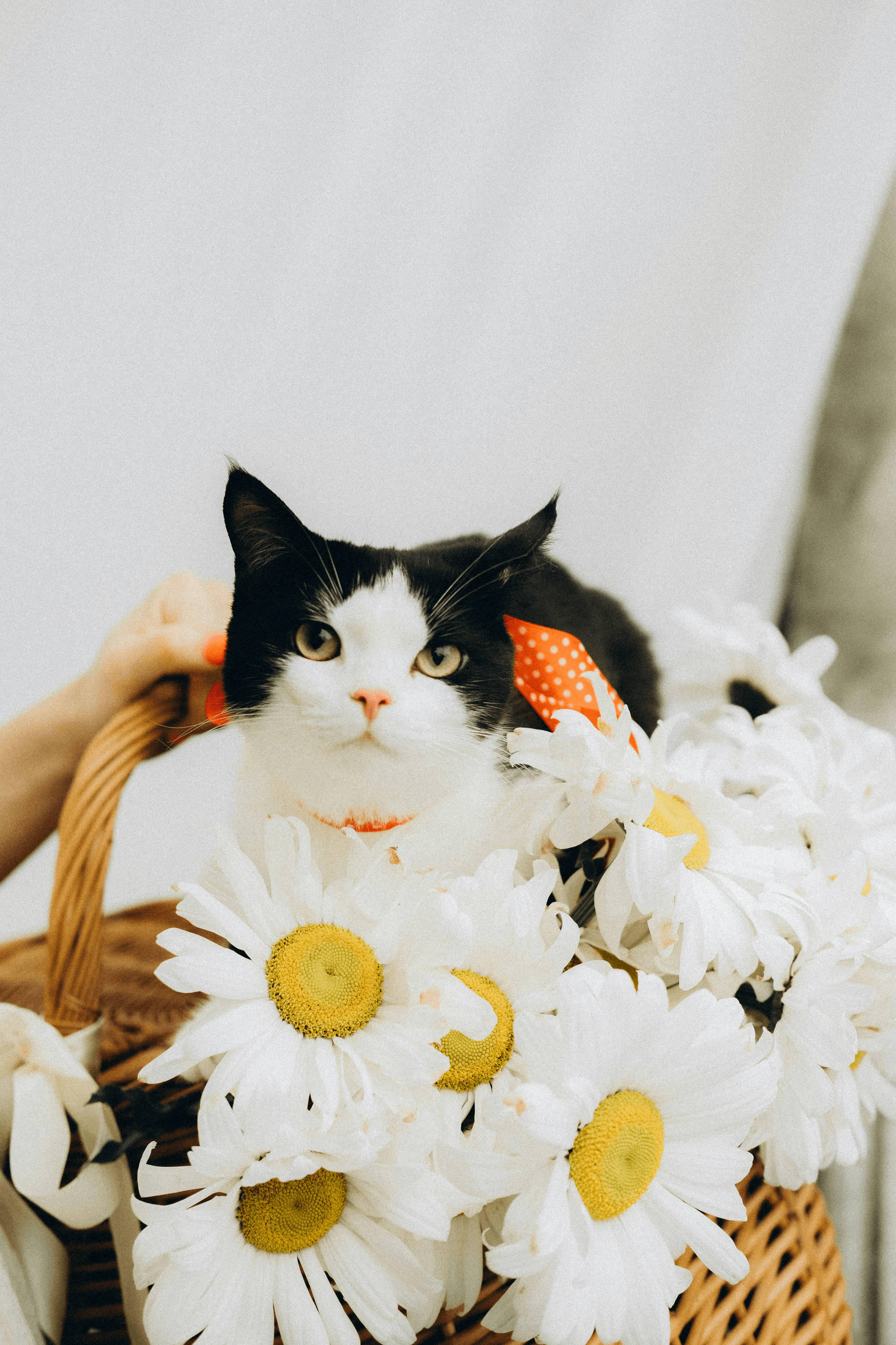 Cat-Safe Cut Flowers Bouquet with Playful Cat