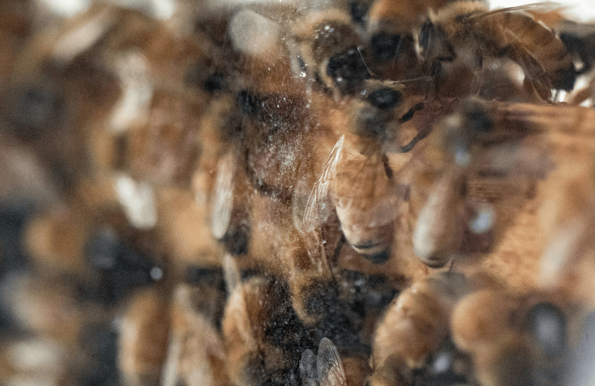Honey bees in their hive.