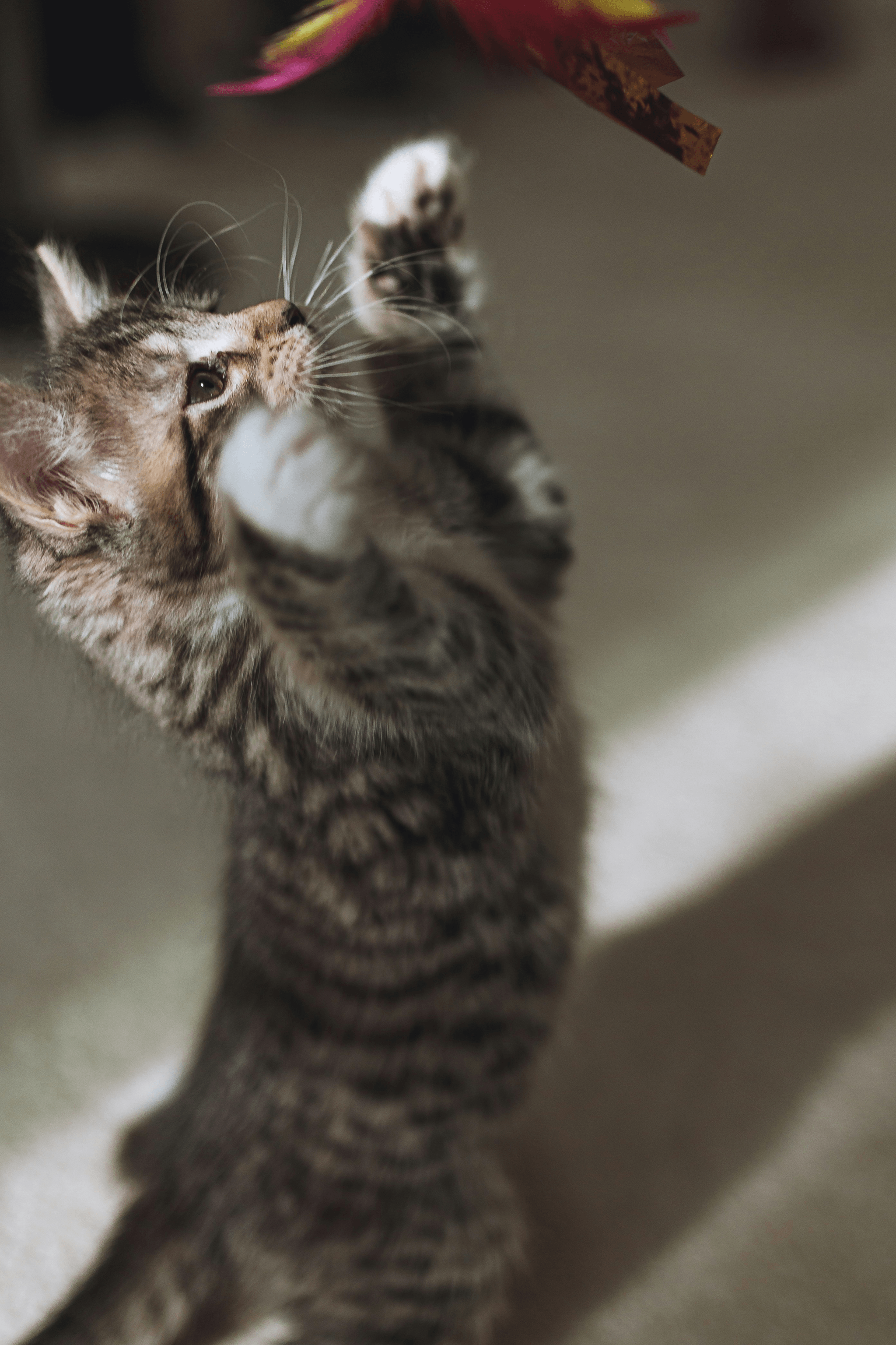 A playful tabby cat enjoying its playtime with rechargeable cat toys