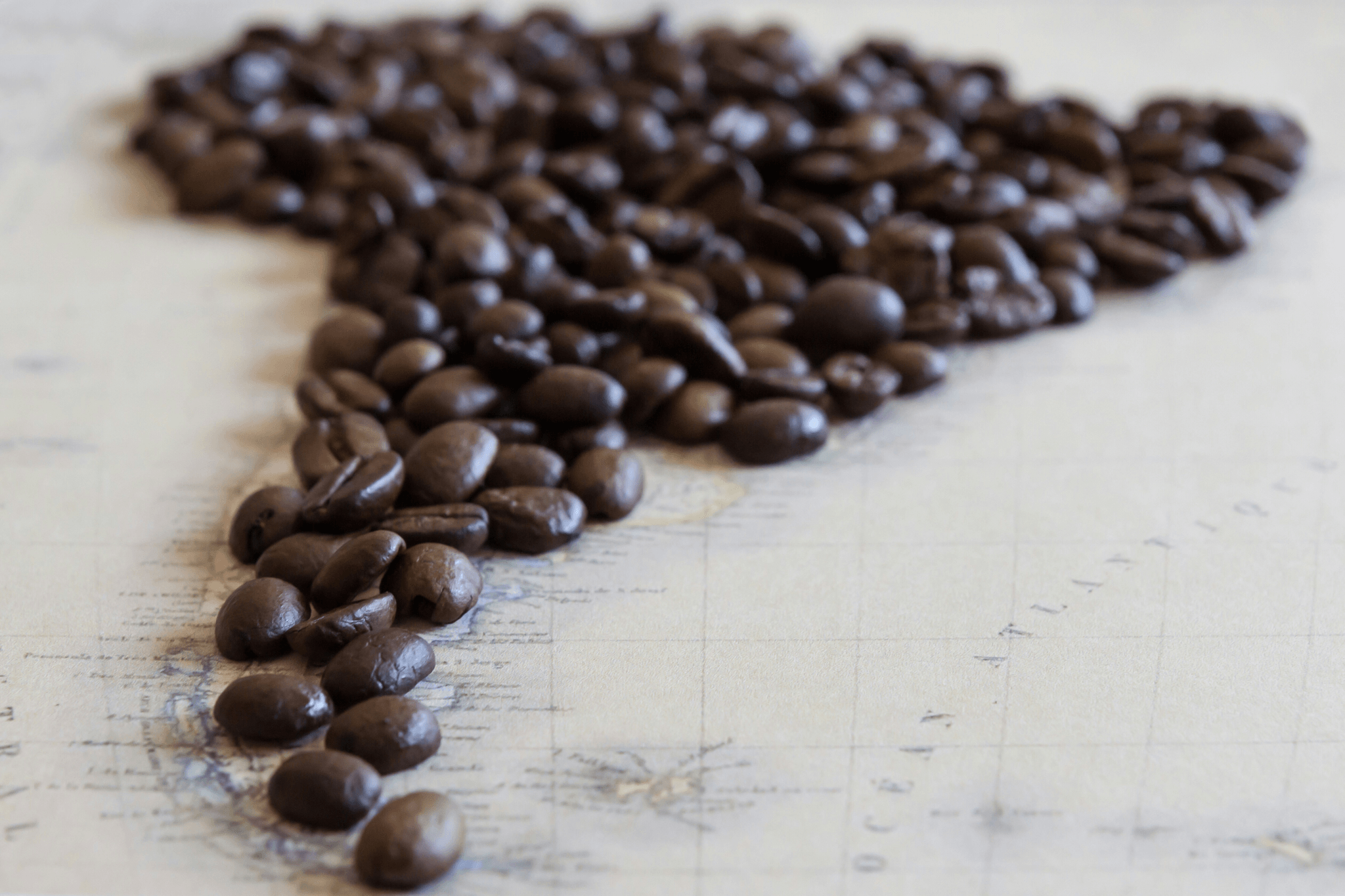 Sourcing Coffee Beans: Illustration showcasing diverse specialty coffee beans
