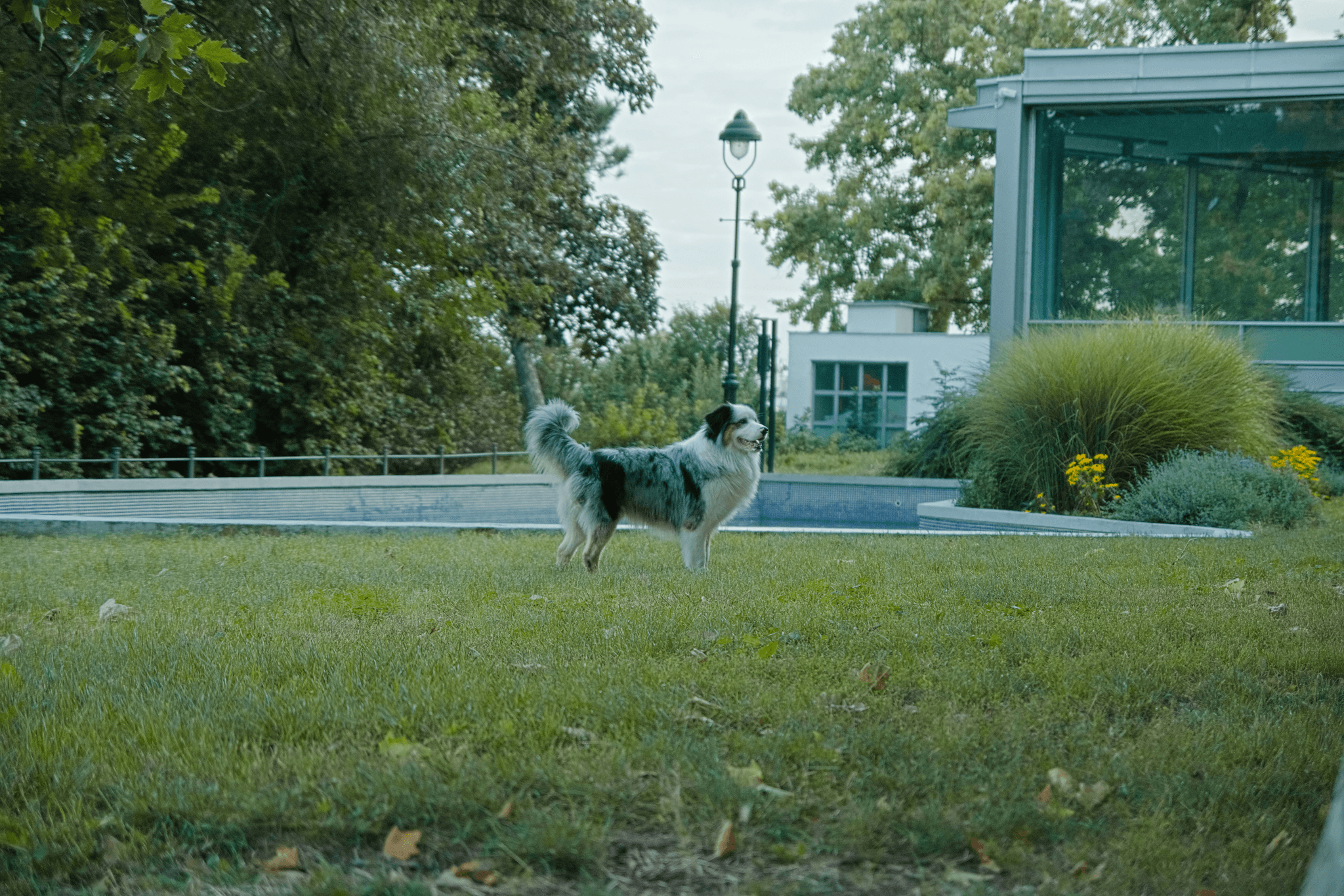 How much exercise should a puppy get - Dog Breeds Playing