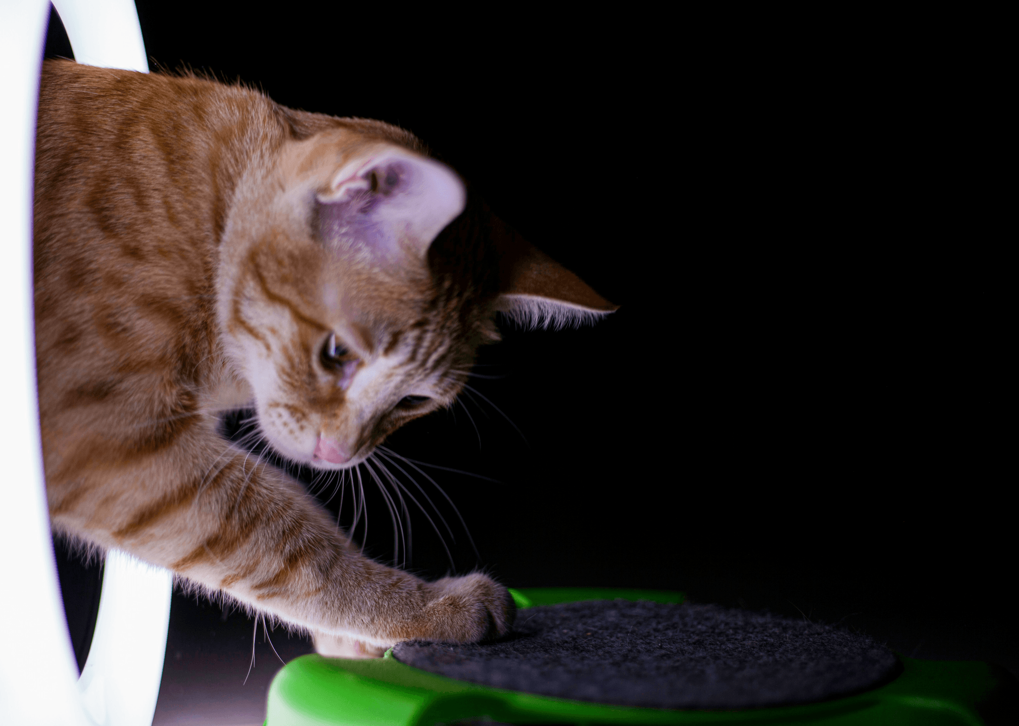 automatic-cat-toys provide engaging playtime for cats