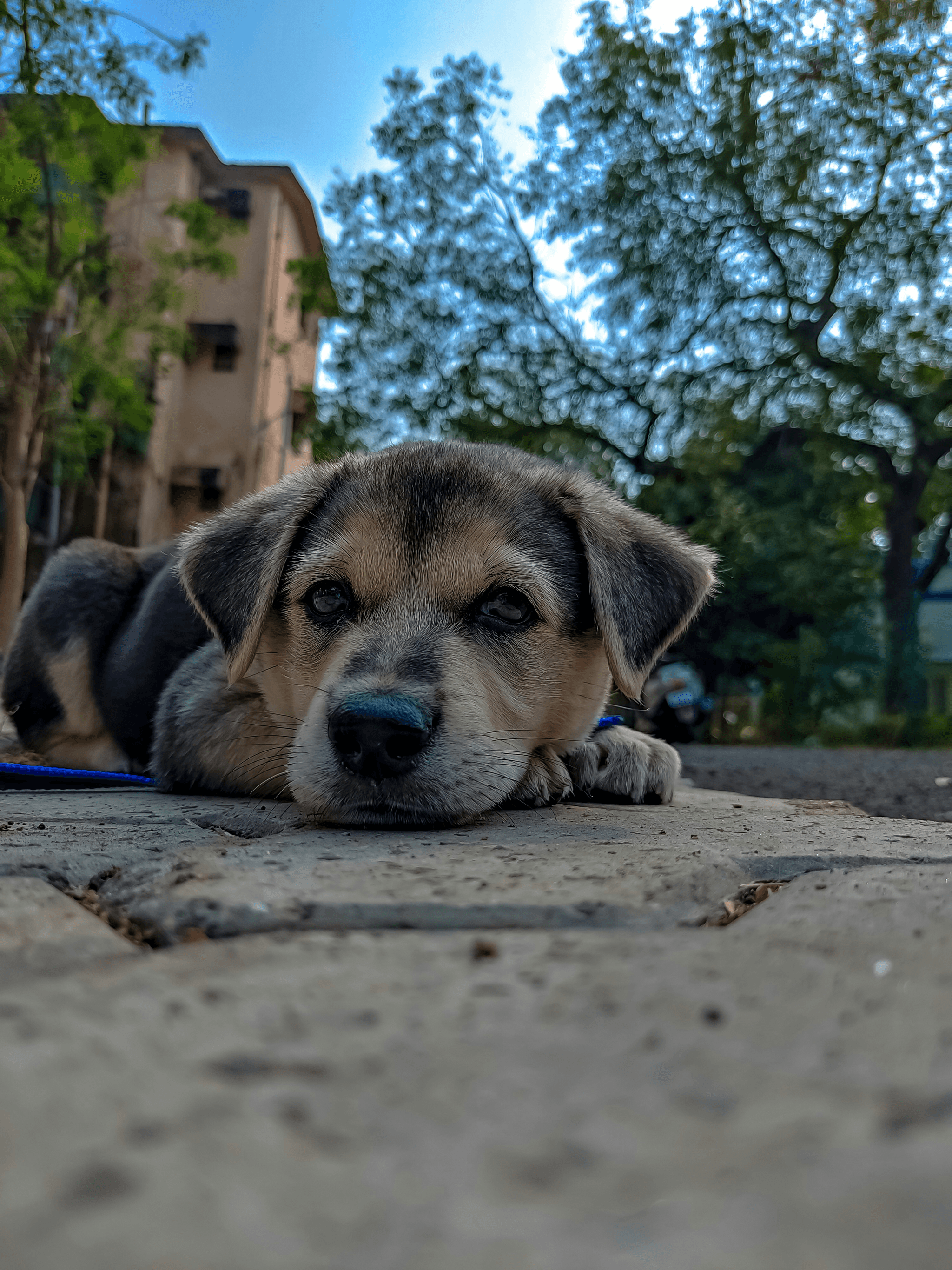 Leash Law Loopholes? Utah Dog Bite Lawyer Knows the Sco...