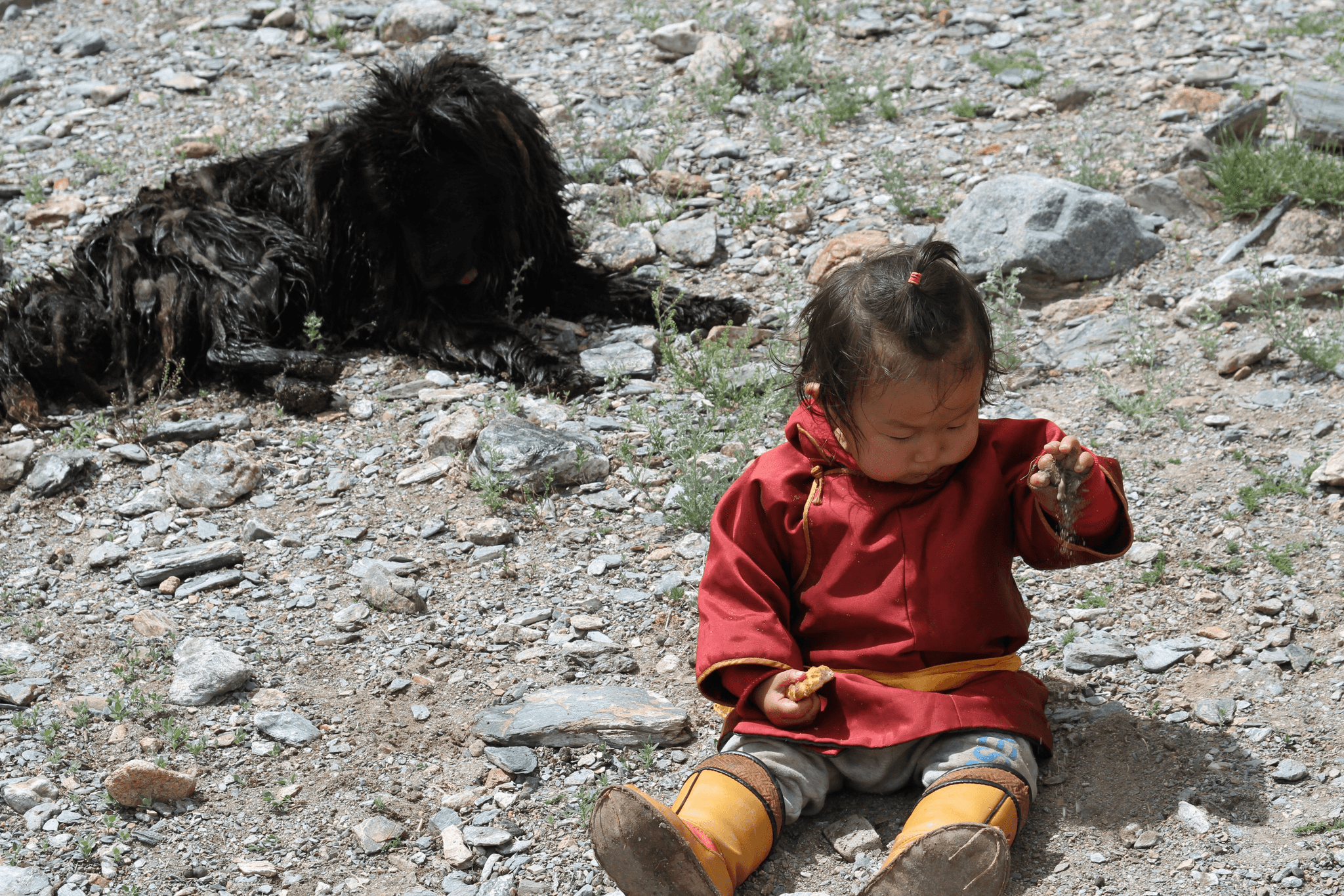 Tibetan Mastiff: Unique Dog from the Tibetan Plateau