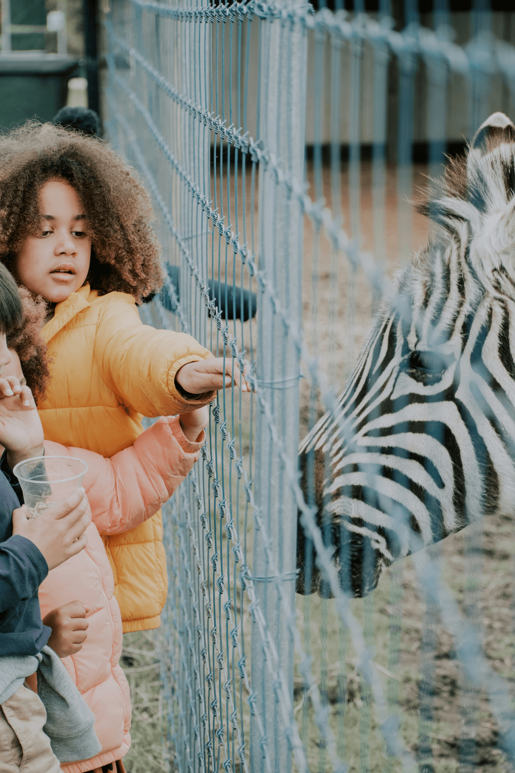 Wild animals roaming at Dubai Safari Park entry pass experience