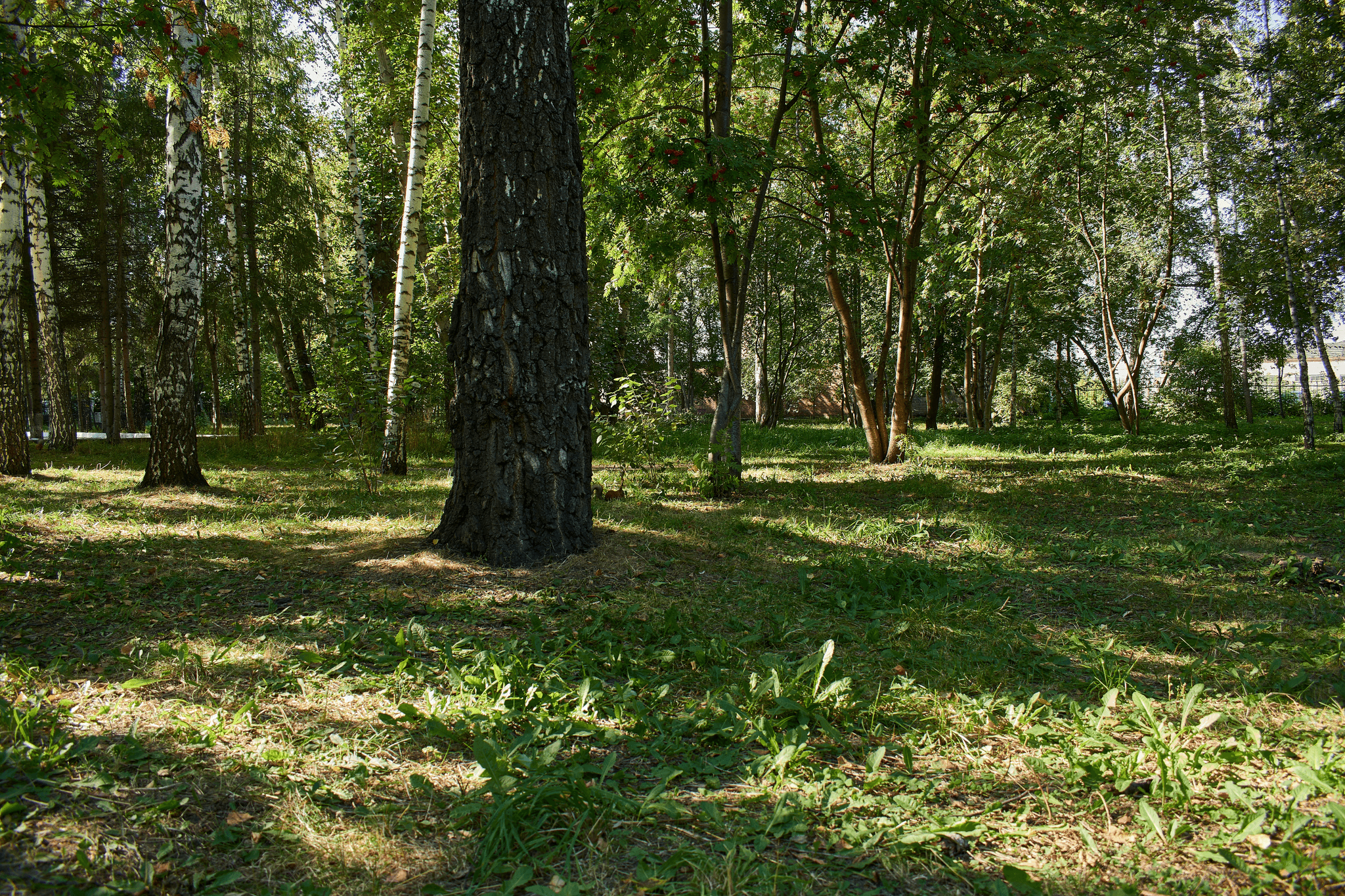 camping nature corse