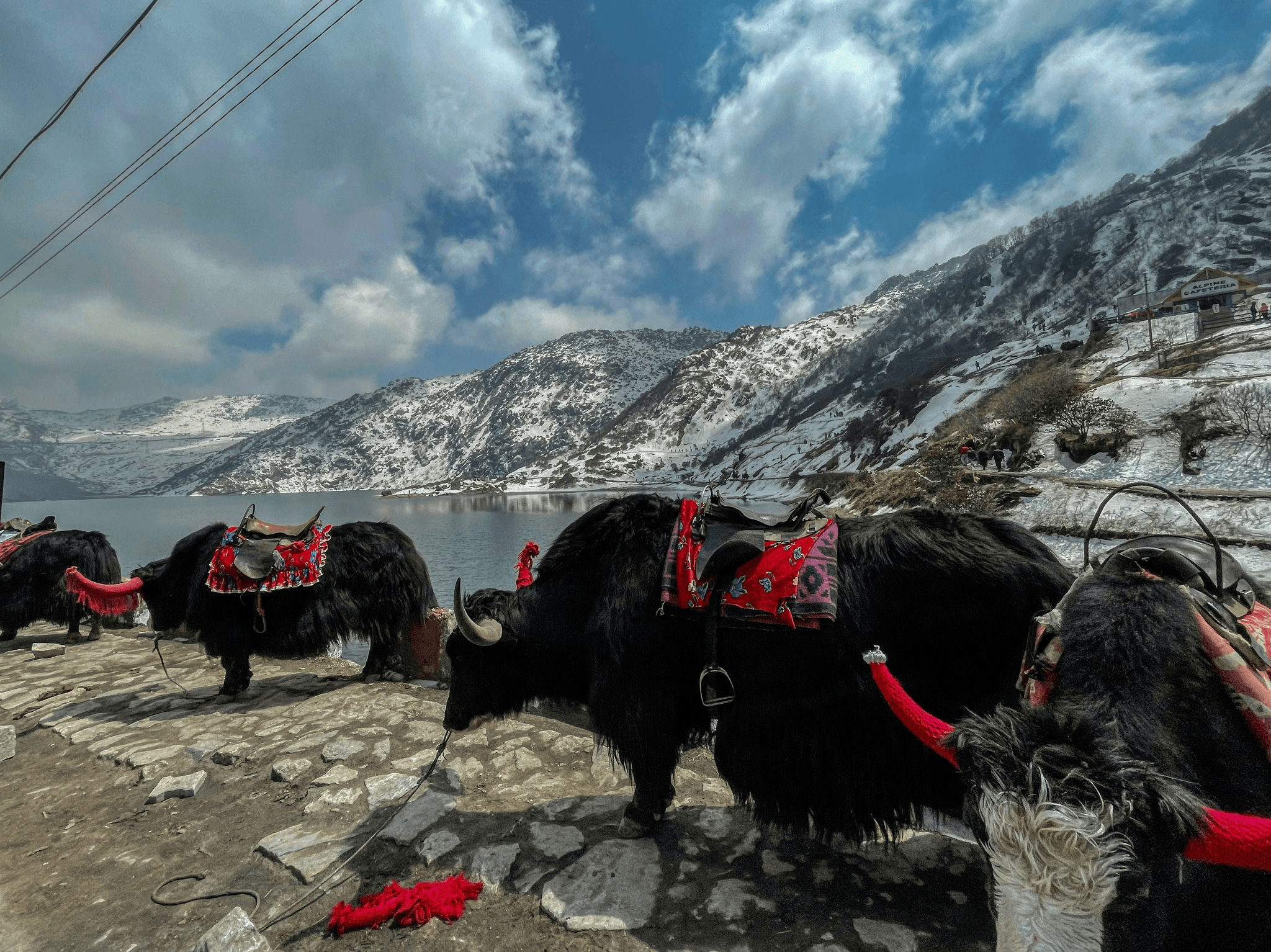 The Significance of Yaks for Tibetan People in local economy