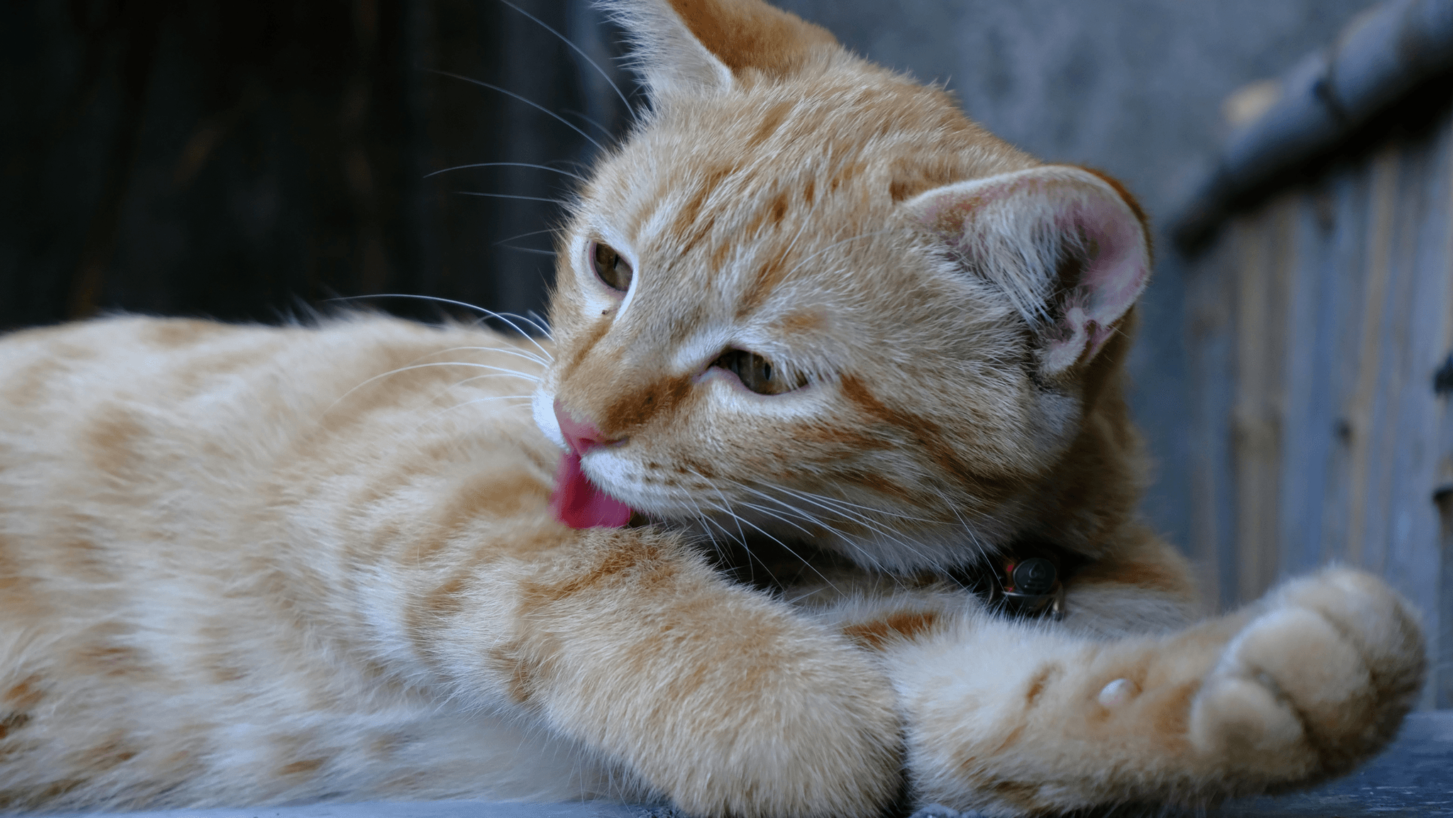 A pet licking excessively or with a visible patch of missing fur