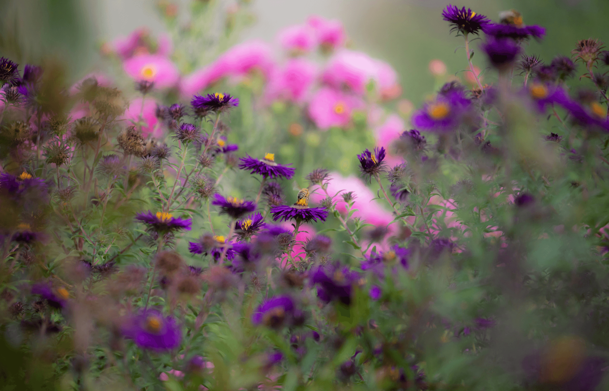 Vibrant september birth flower australia blossoms showcasing beauty