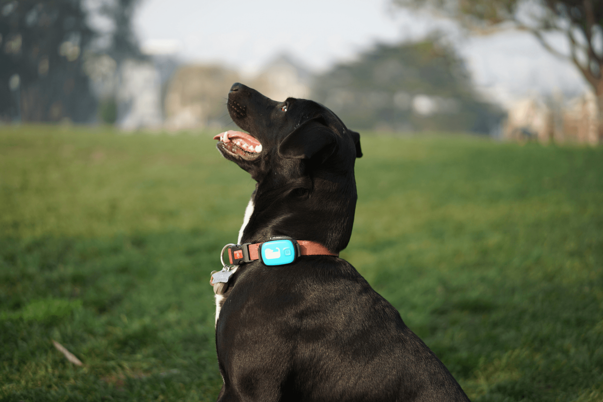 Wireless Dog Collar Training and Tracking