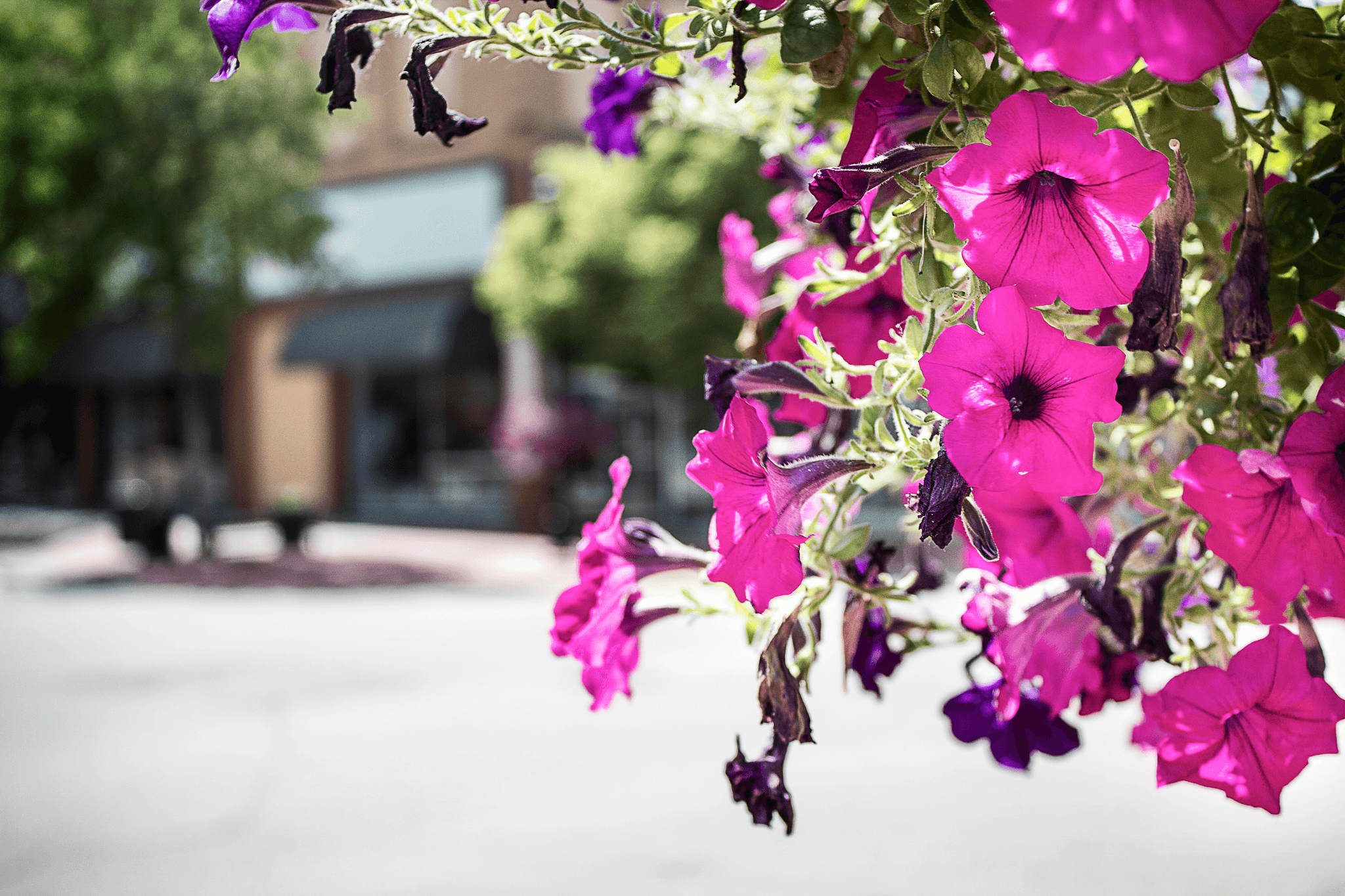 Cat safe cut flowers in hanging basket