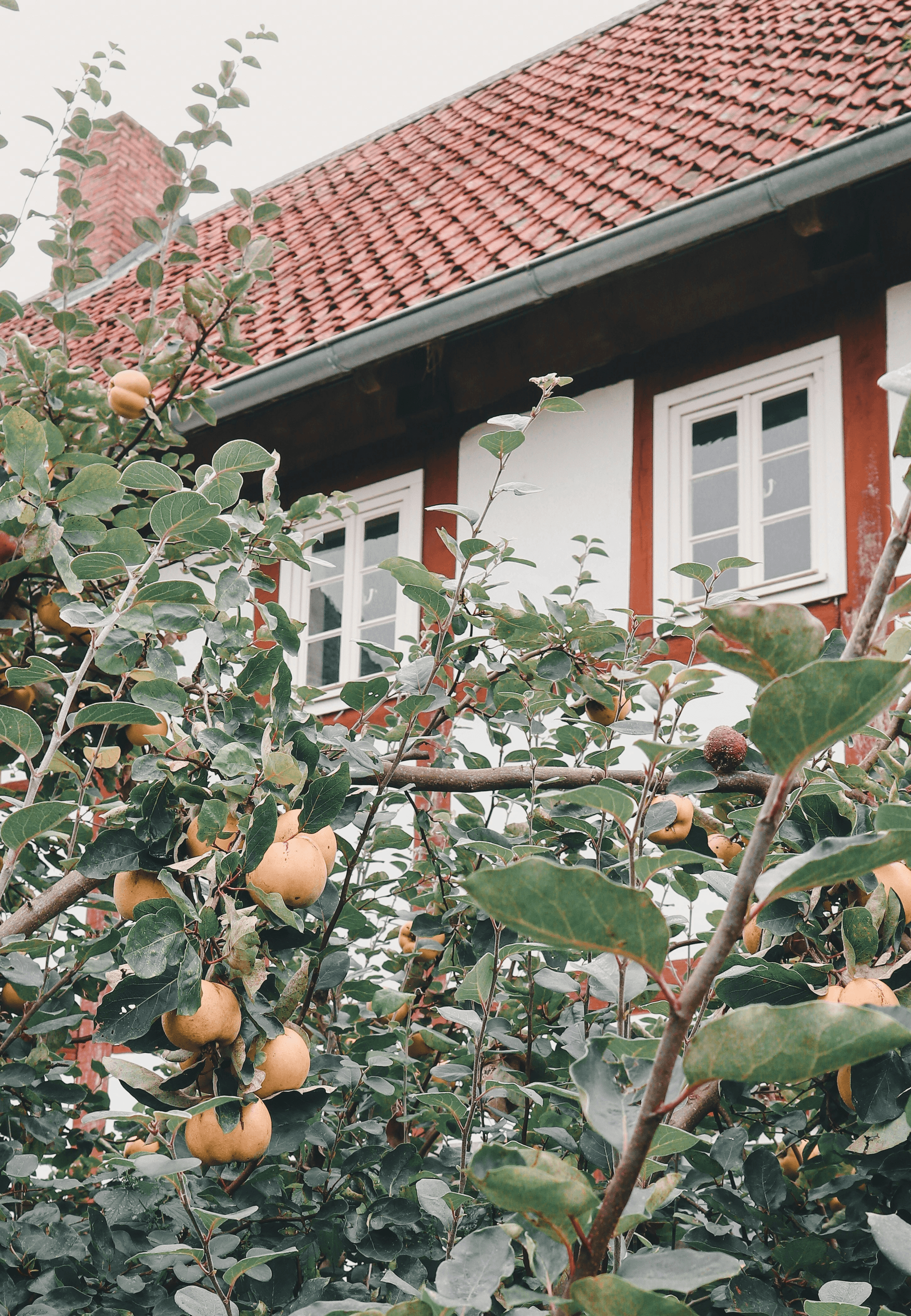 Beautiful view of apple houses in a picturesque orchard setting.
