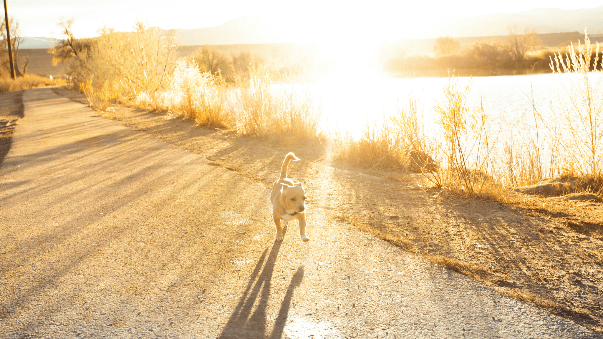 how much exercise does a senior dog need