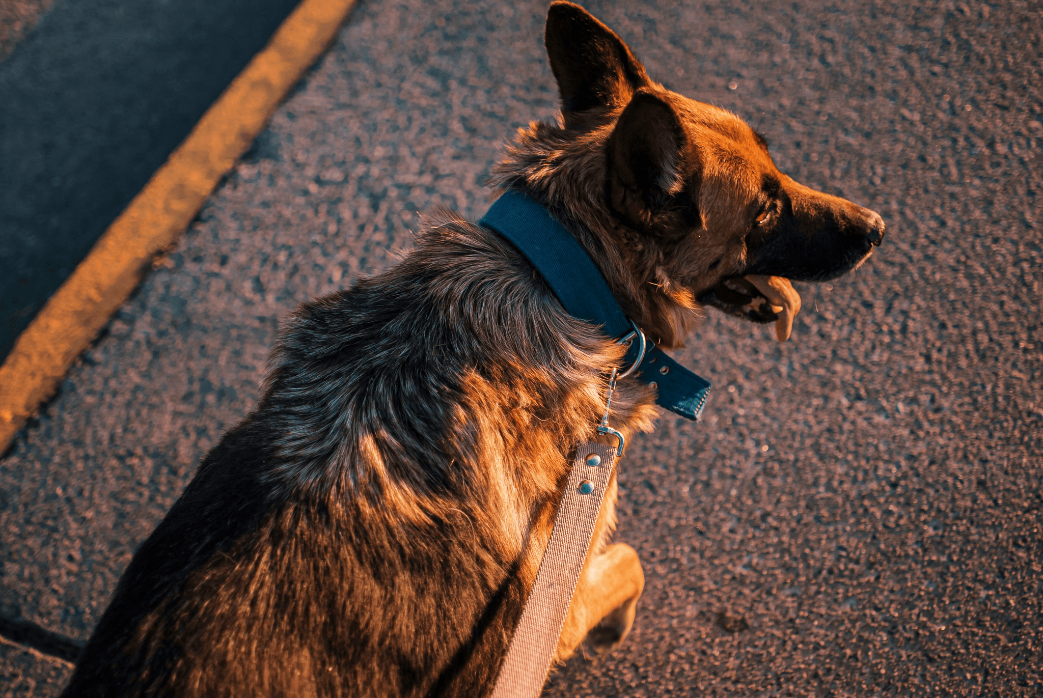 Garmin Bark Collar being worn by a dog