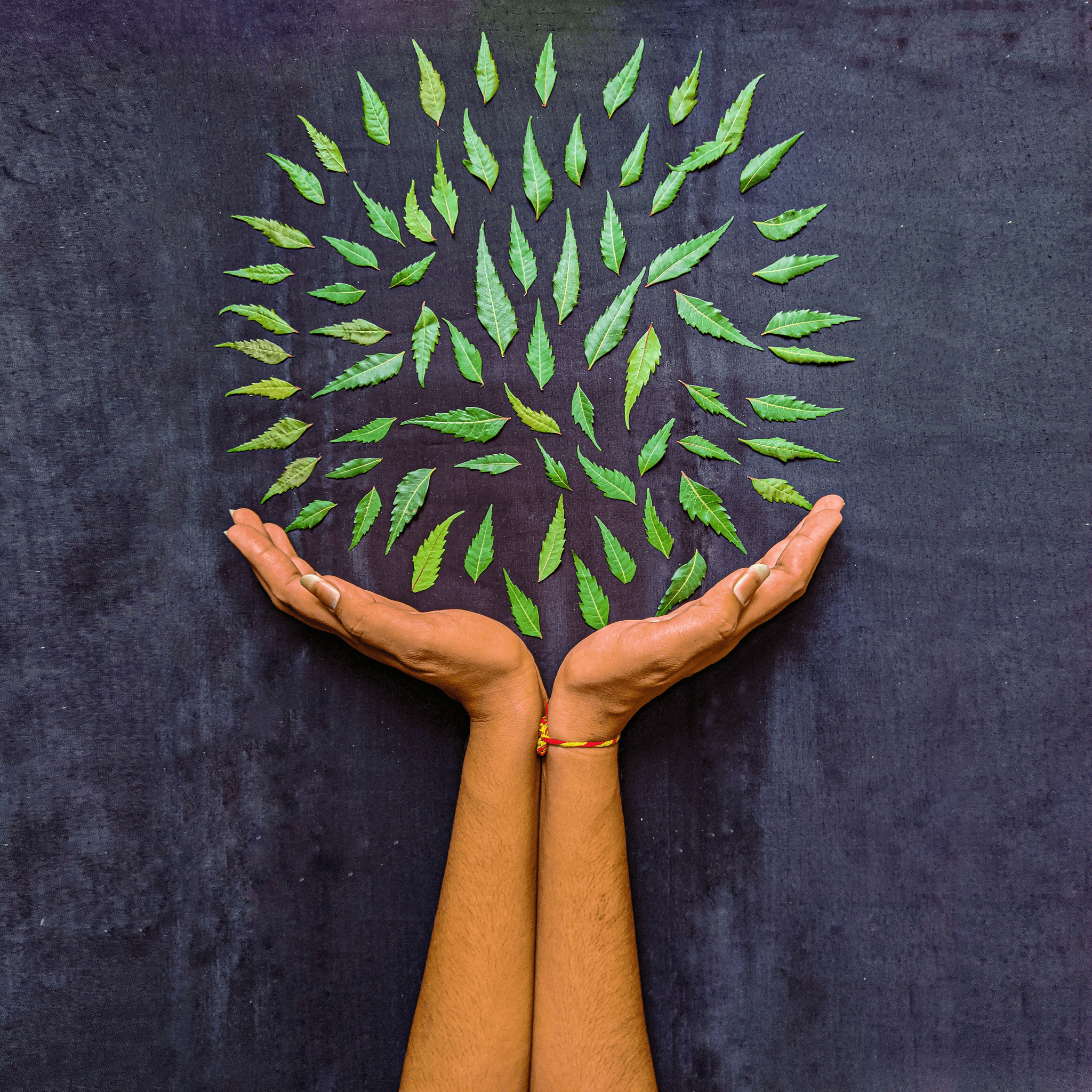 benefits of sustainable sourcing illustrated through hands holding green leaves