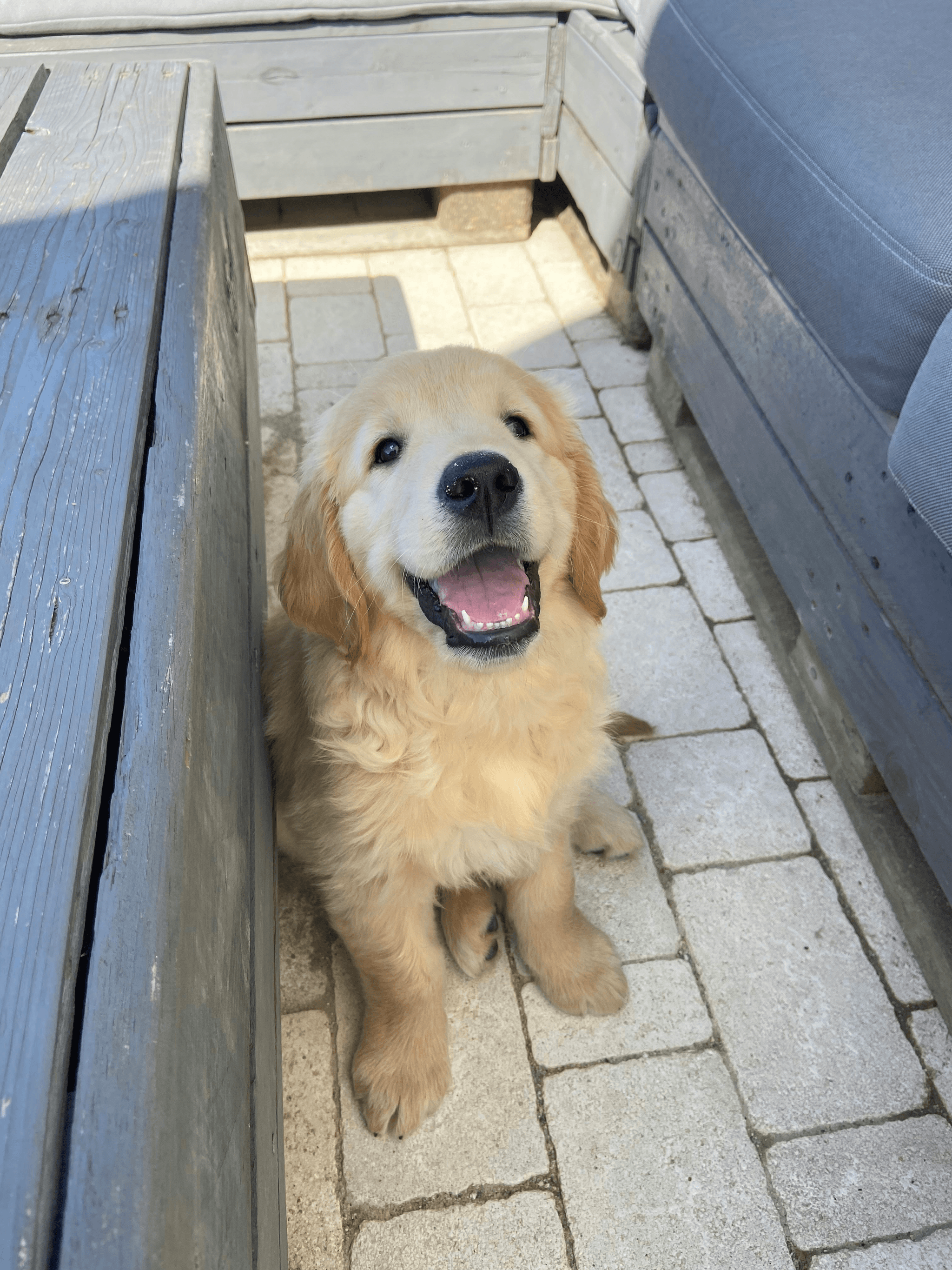 How to train dogs to use buttons - Golden Retriever pressing button