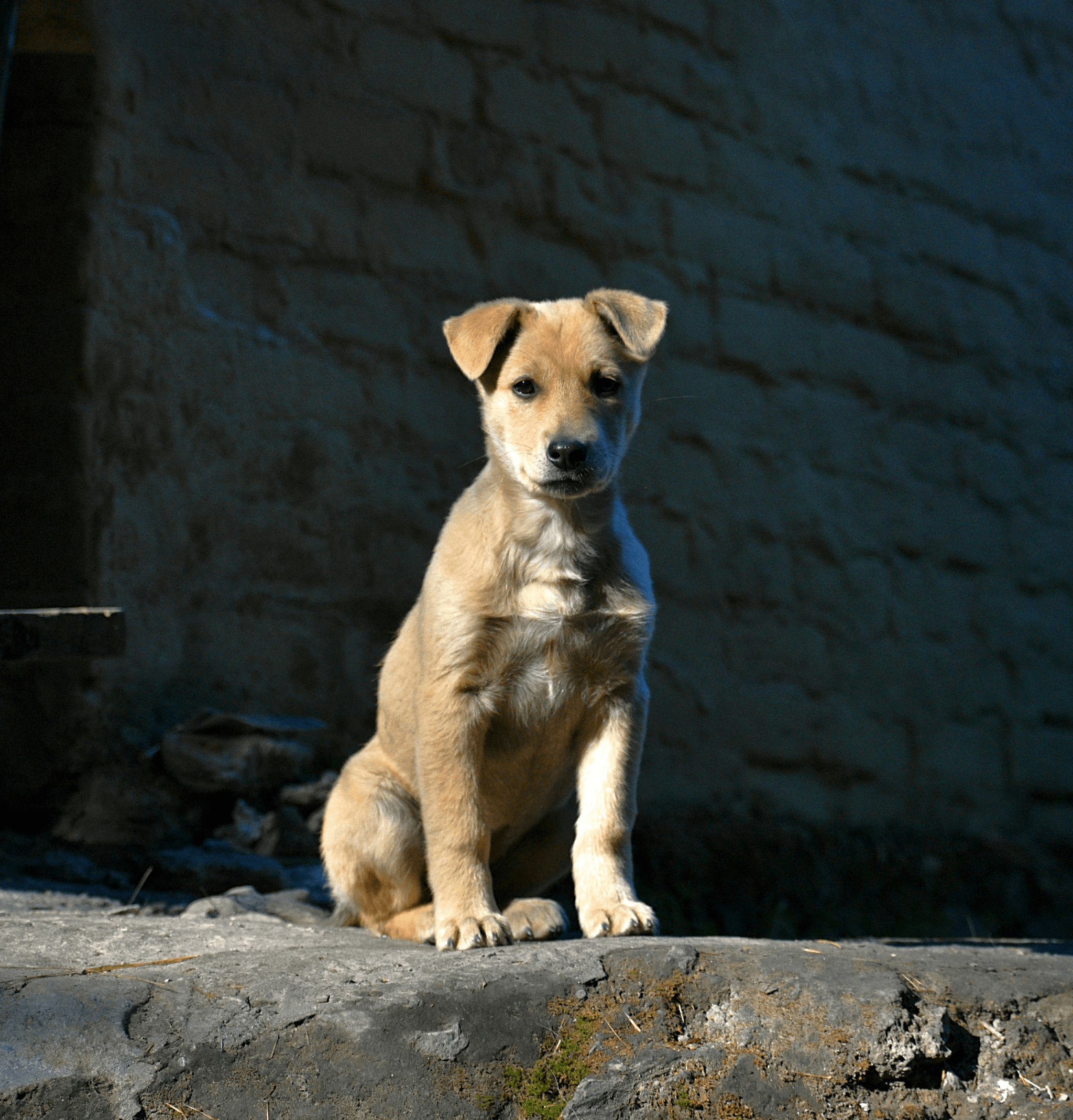 EDUCATION JEUNE CHIEN