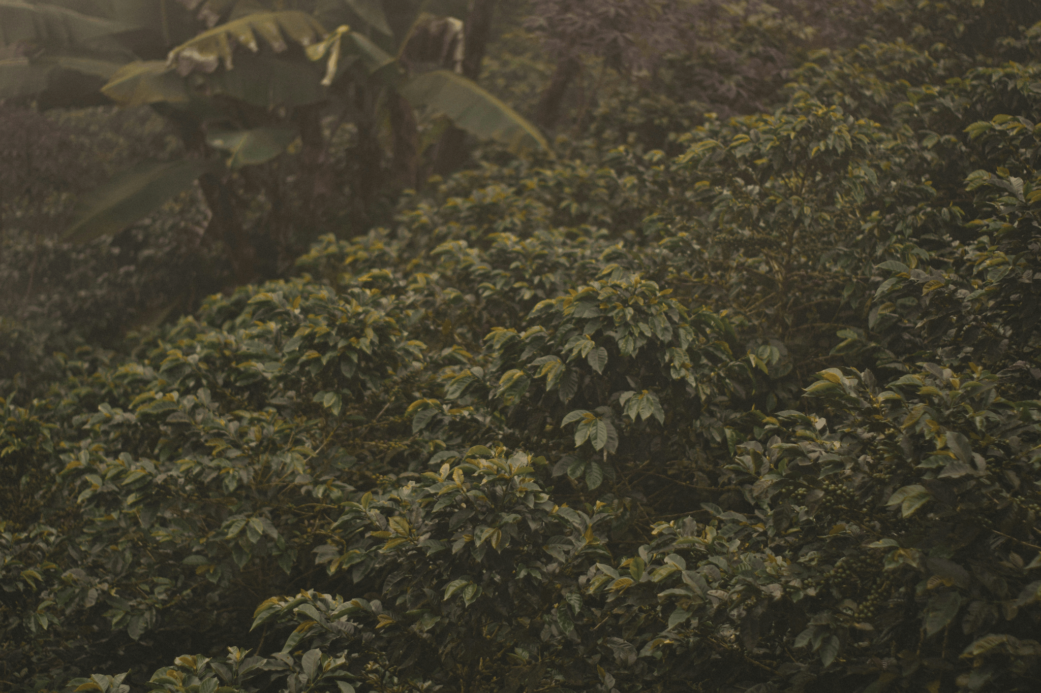 sustainable coffee farming practices in a lush landscape.