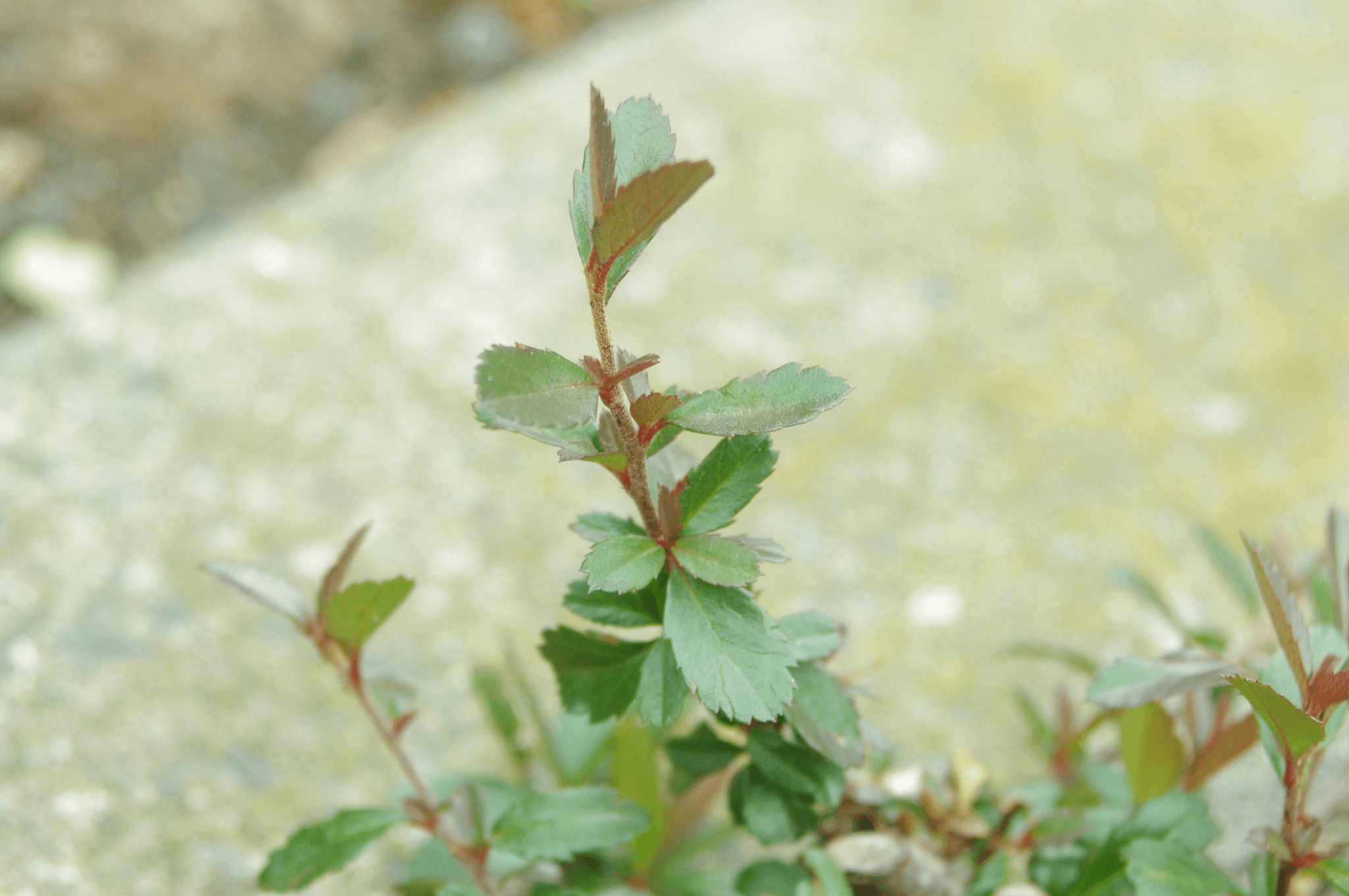 扁桃腺發炎反覆發作怎麼辦？醫師解析成因、症狀與治療建議｜淺顯易懂的行醫筆記｜療寮診所．板橋江子翠｜家醫科診所．健保一般科