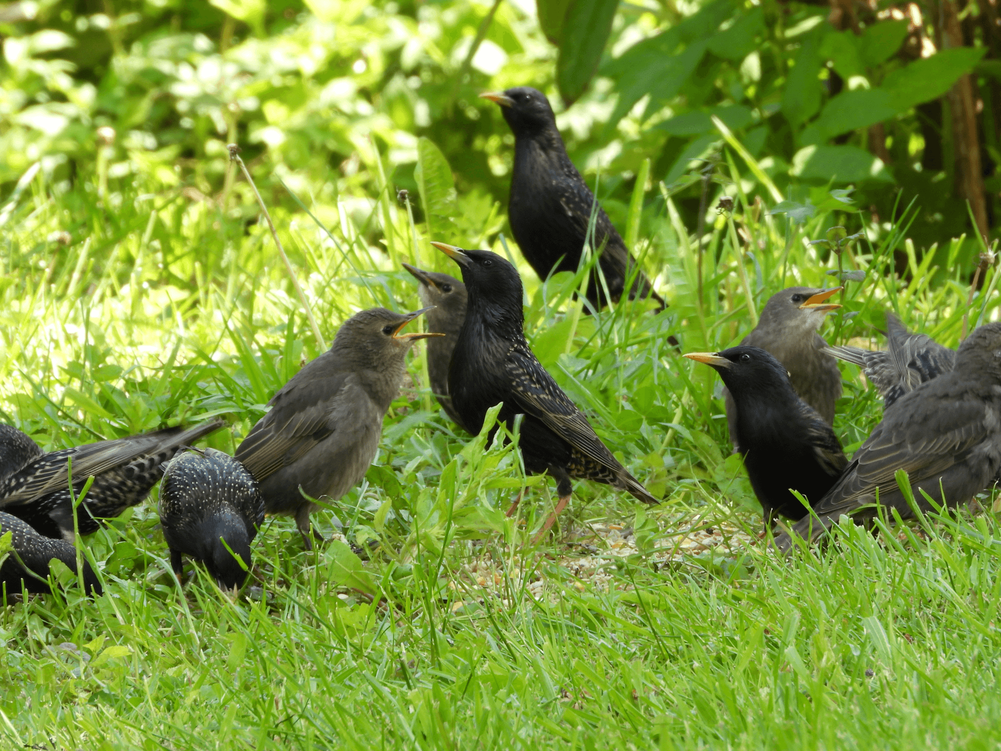 Starlings come in massive flocks, aggressive feeders, responsible for millions in U.S. agricultural losses. Need urgent repellent to deter them.
