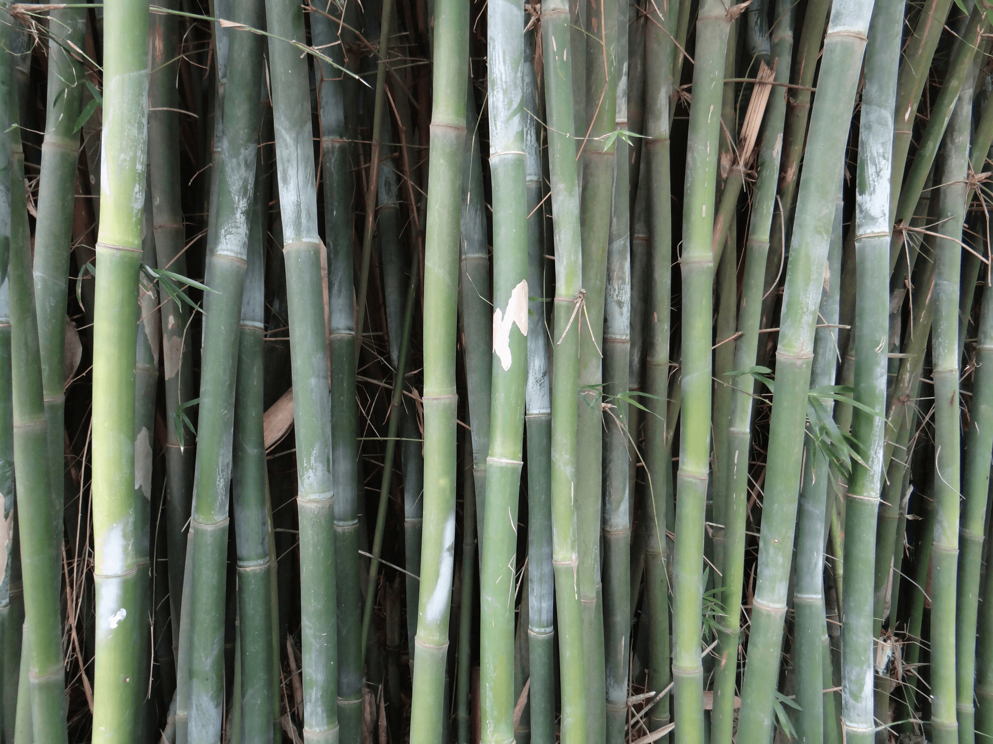 Close-up of bamboo, a natural and renewable resource for sustainable packaging.