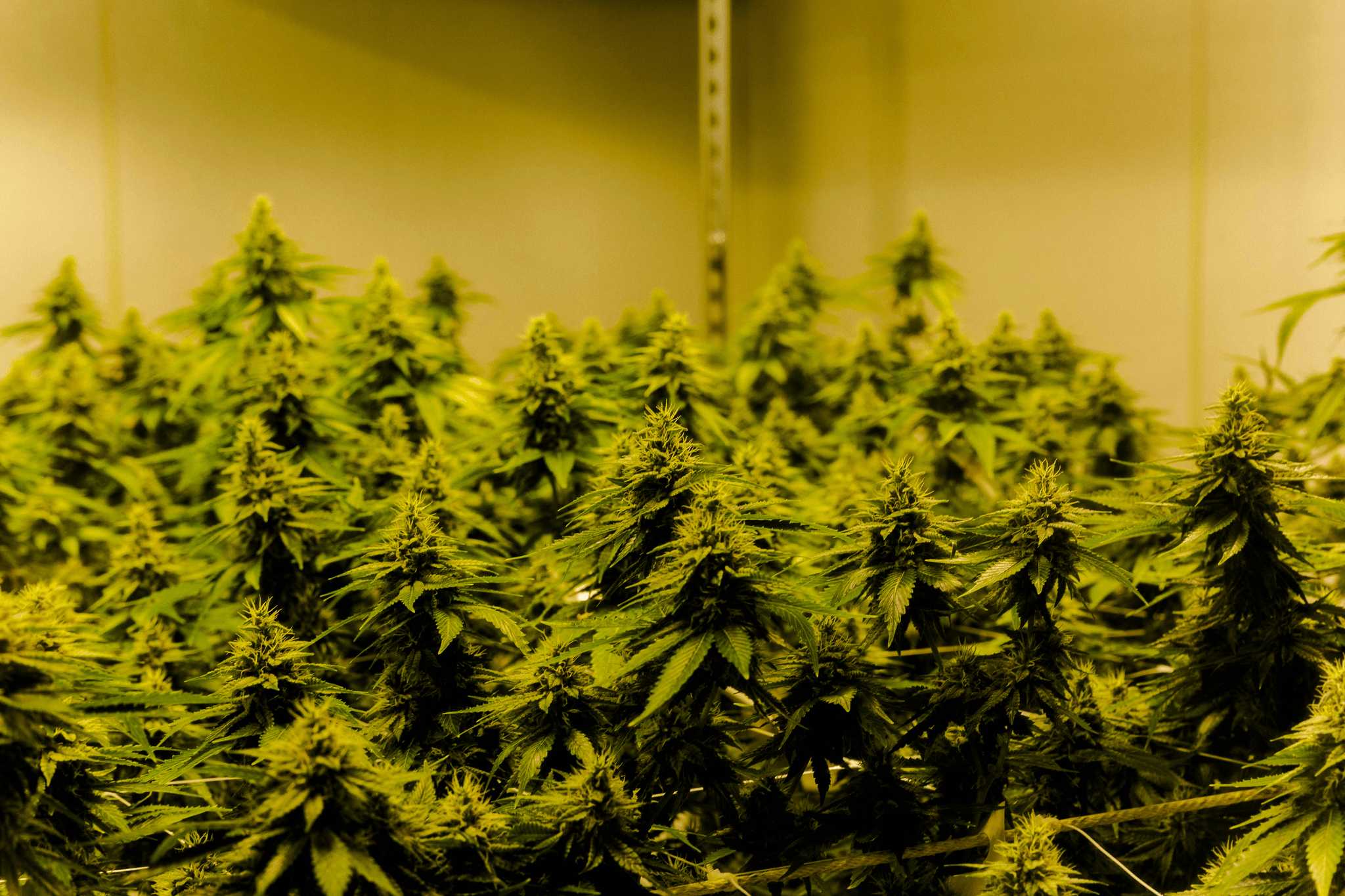 How Long Does it Take to Grow Cannabis? A Complete Guid...