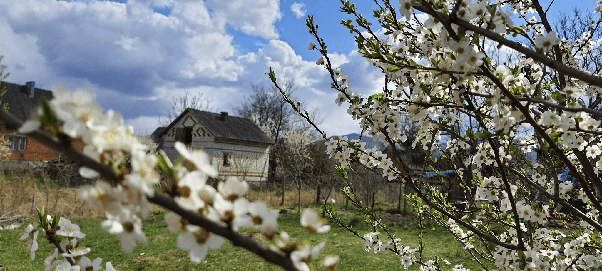Explore enchanting apple houses in beautiful orchards.