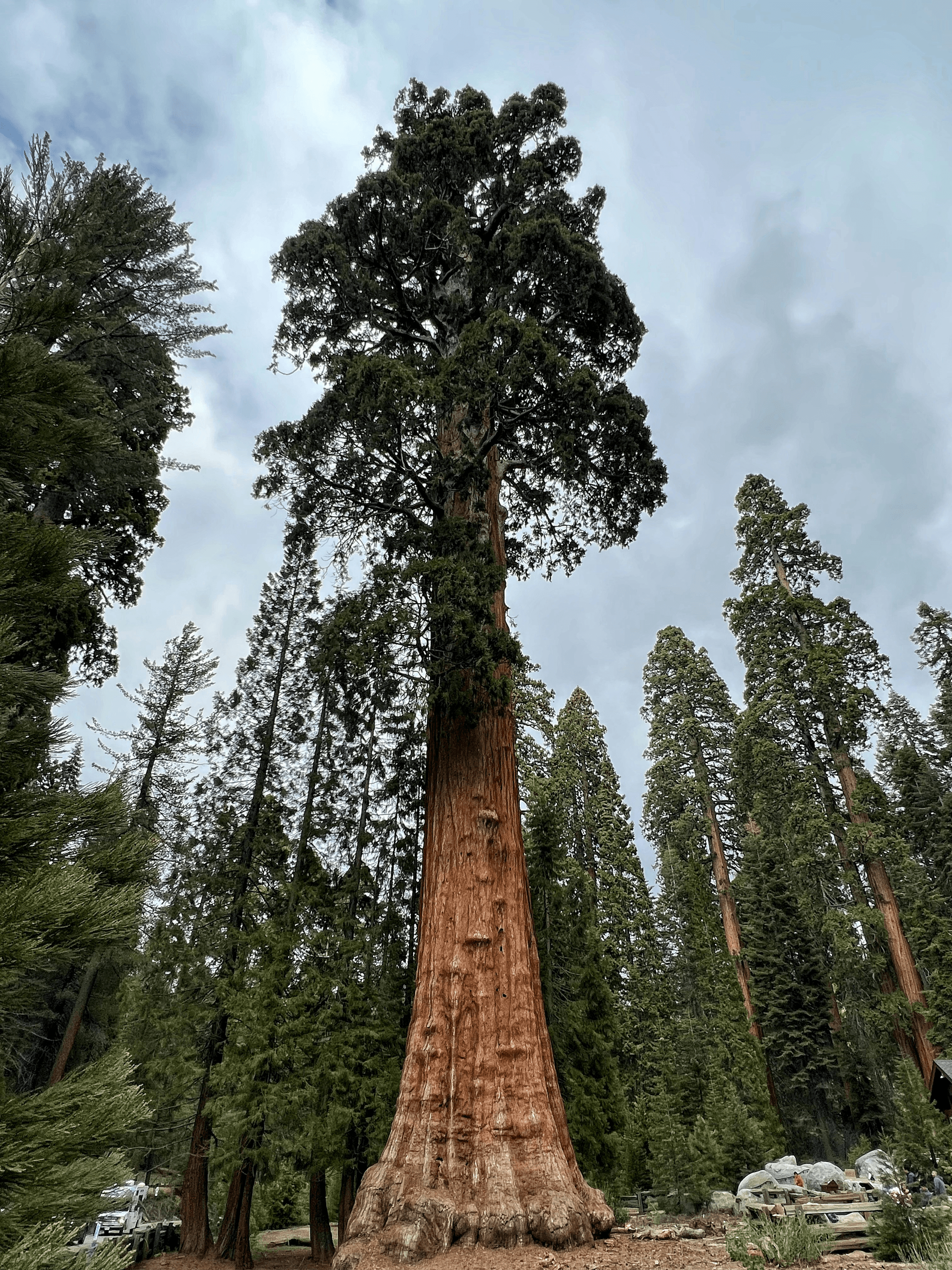 Tree Guardianship Priority Pre-opening Booking Program