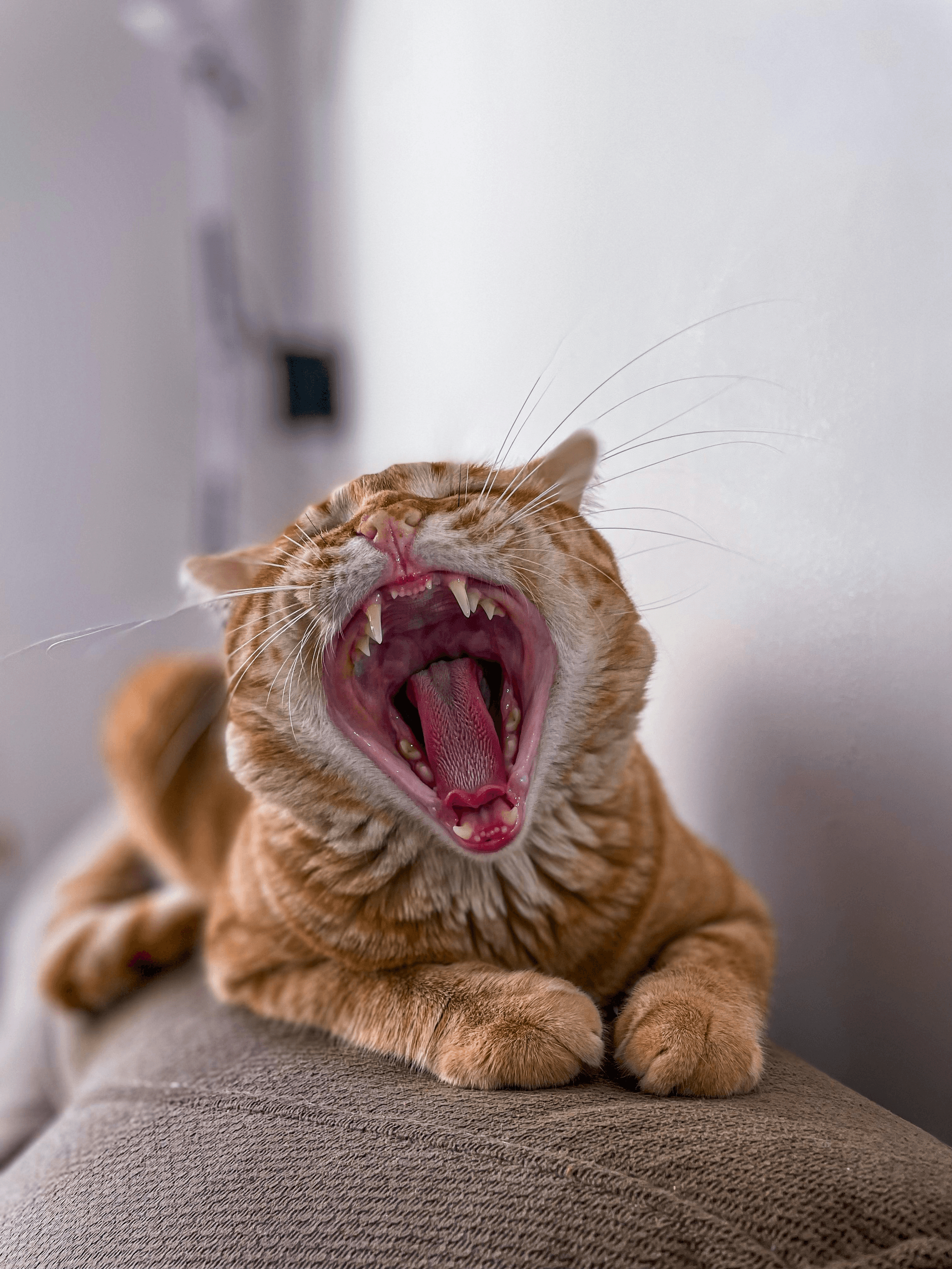 A close-up of a pet yawning, showing their teeth
